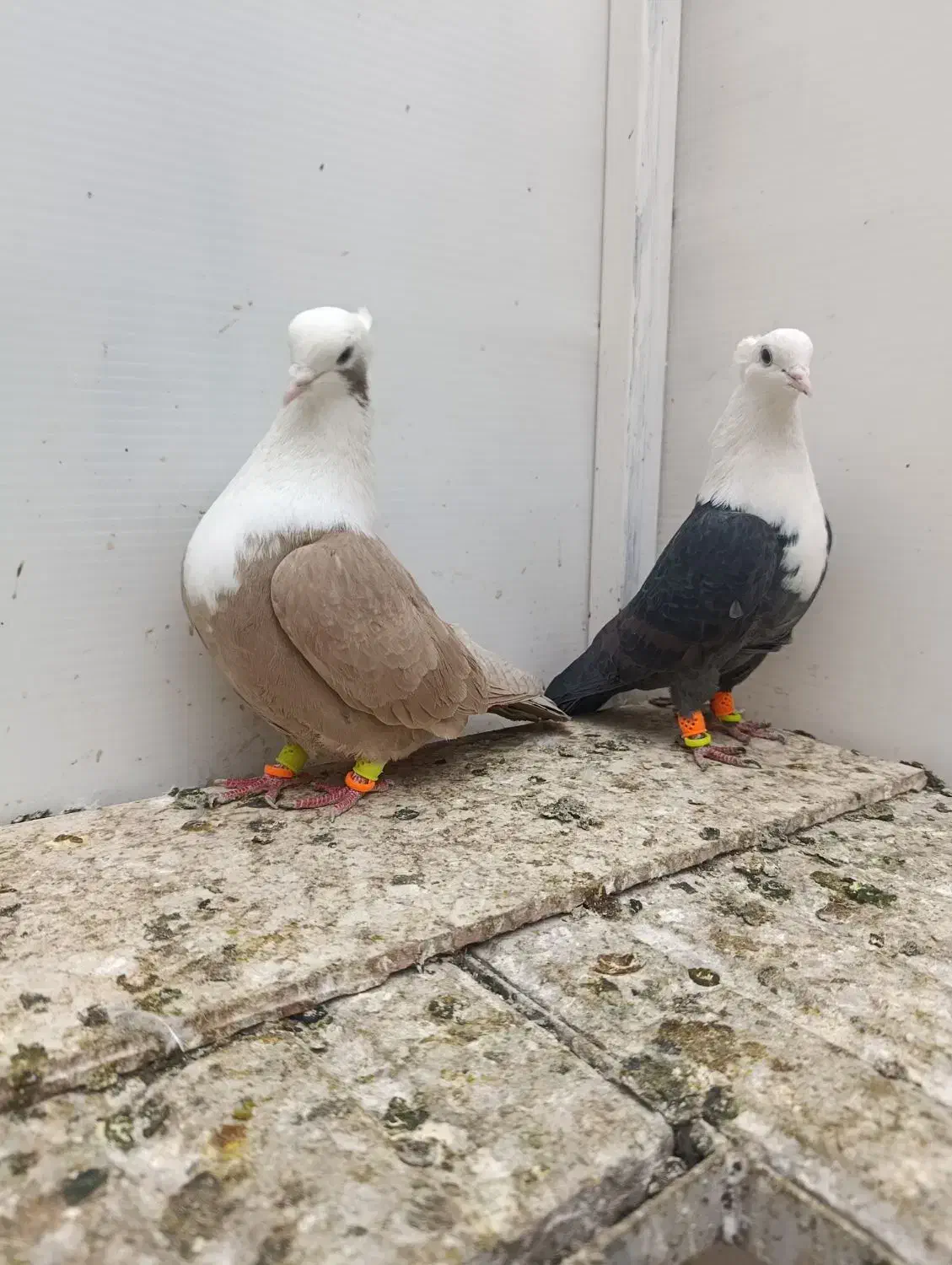 نروماده کلاغ هفت رنگ کاکلی|پرنده|تربتحیدریه, مظفریه|دیوار