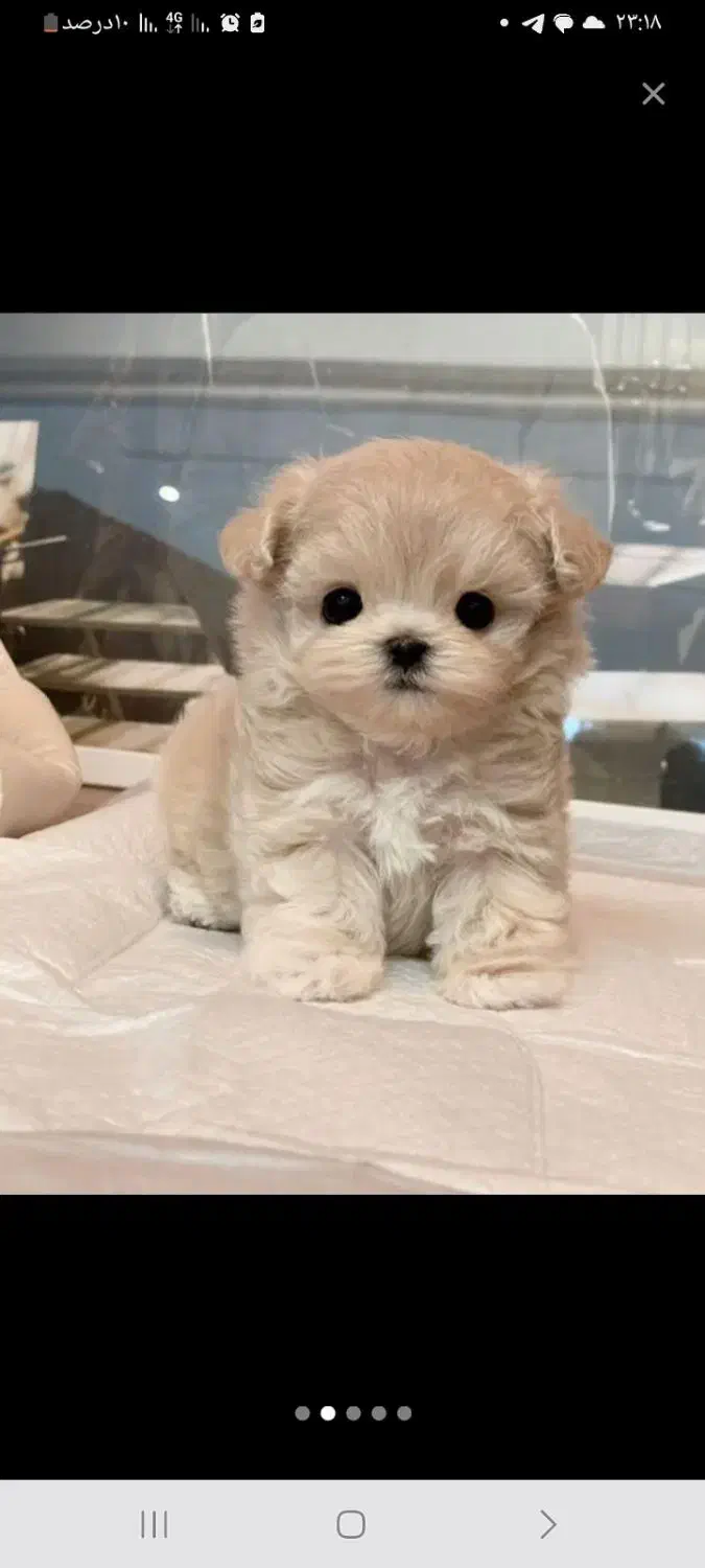 توله چشم دکمه ای فقط 2900|سگ|تهران, صادقیه|دیوار