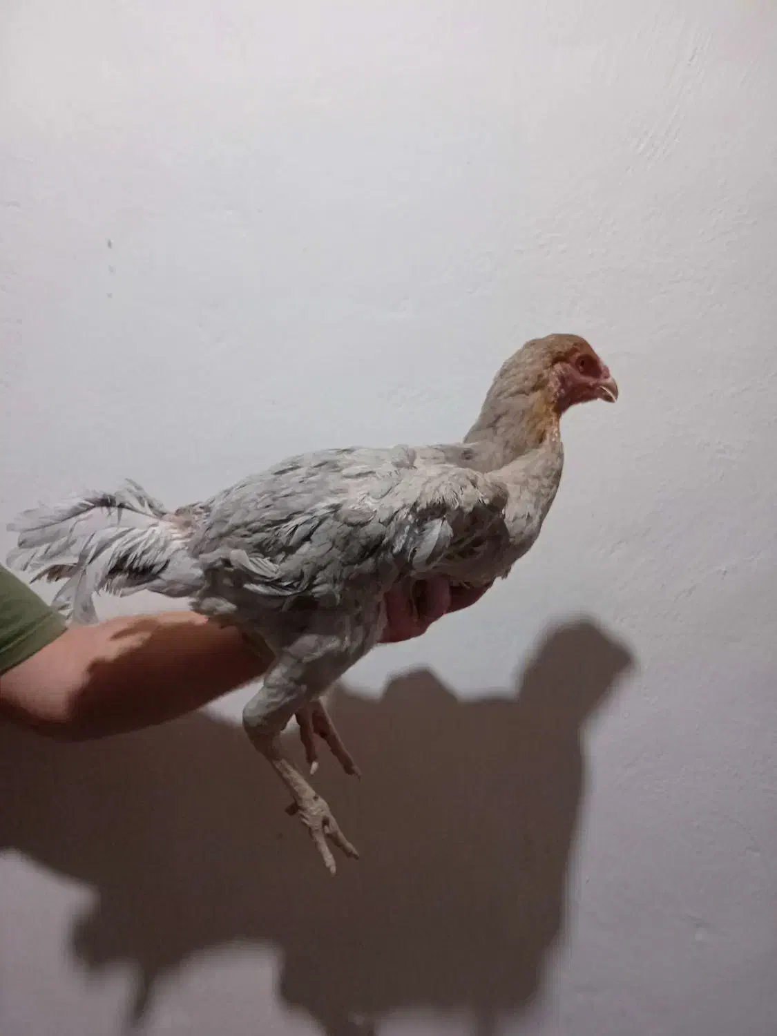 مرغ لاری مشکی و طوسی|حیوانات مزرعه|ساری, |دیوار