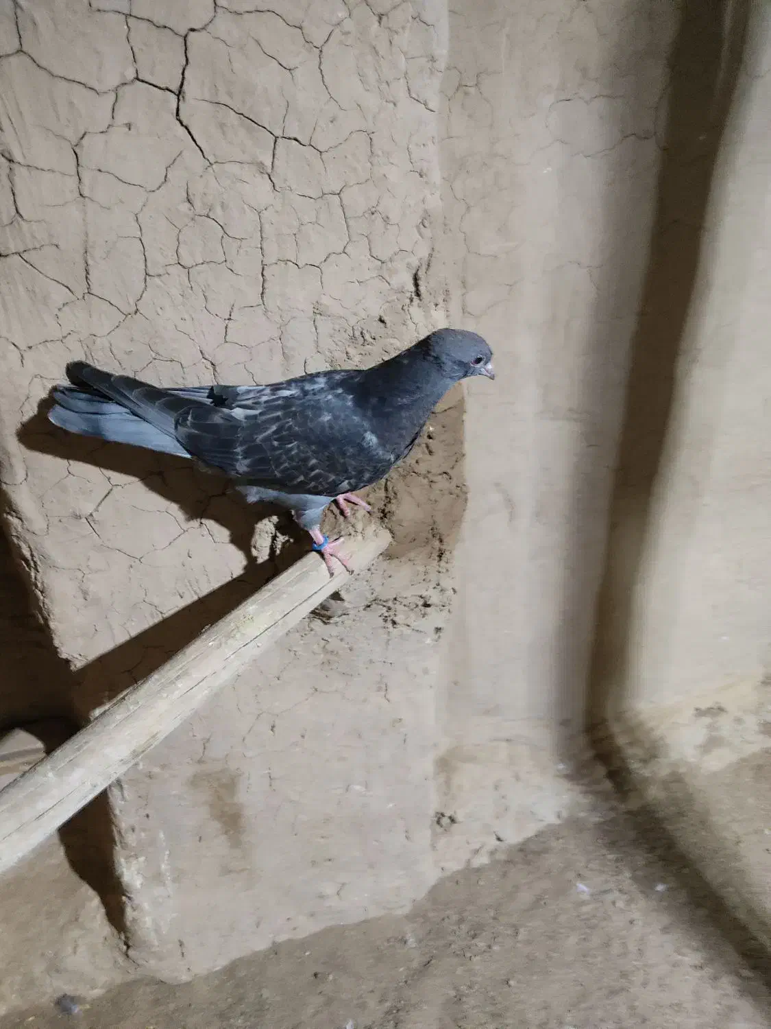 جوجه کبوتر گم شده|حیوانات|هشتگرد, هشتگرد قدیم|دیوار