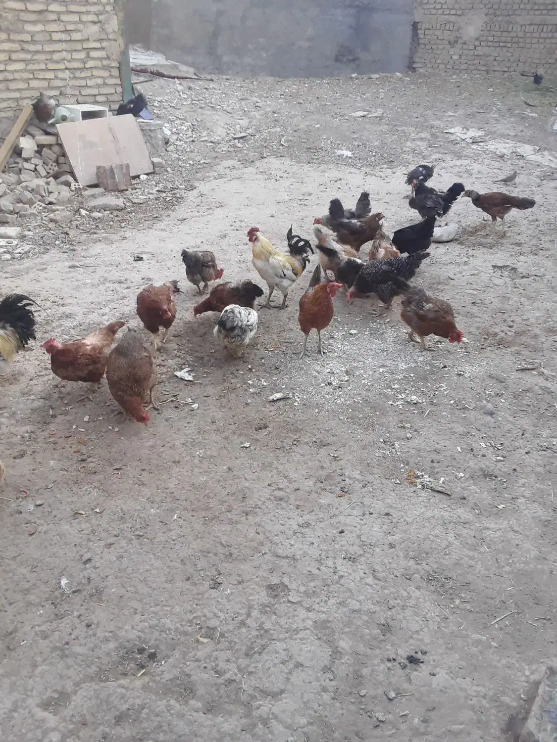 فروش مرغ وخروس قرچک باقرآباد قشلاق دوم|حیوانات مزرعه|قرچک, باقرآباد|دیوار