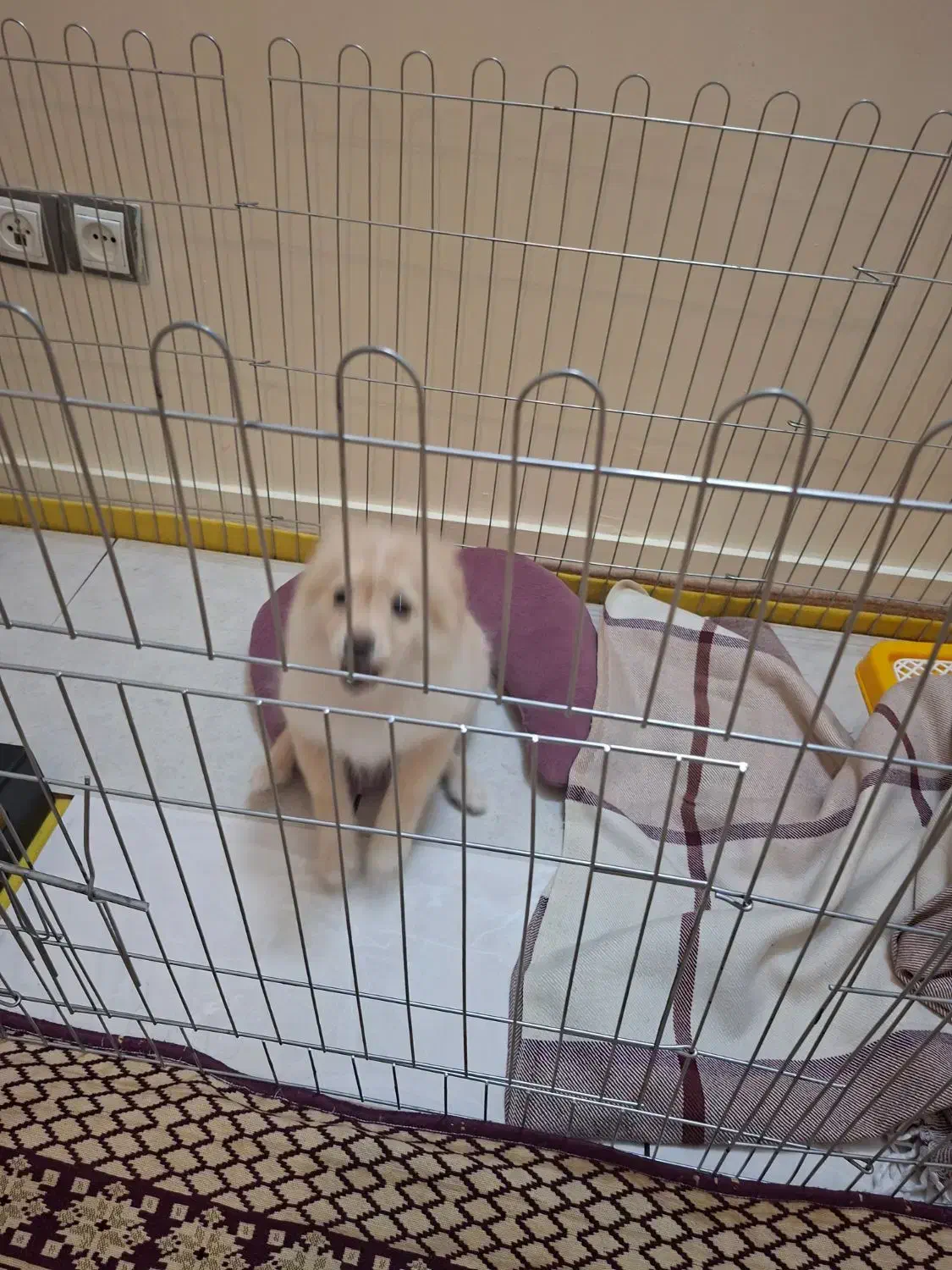 واگذاری توله سه ماهه|سگ|تهران, زمزم|دیوار