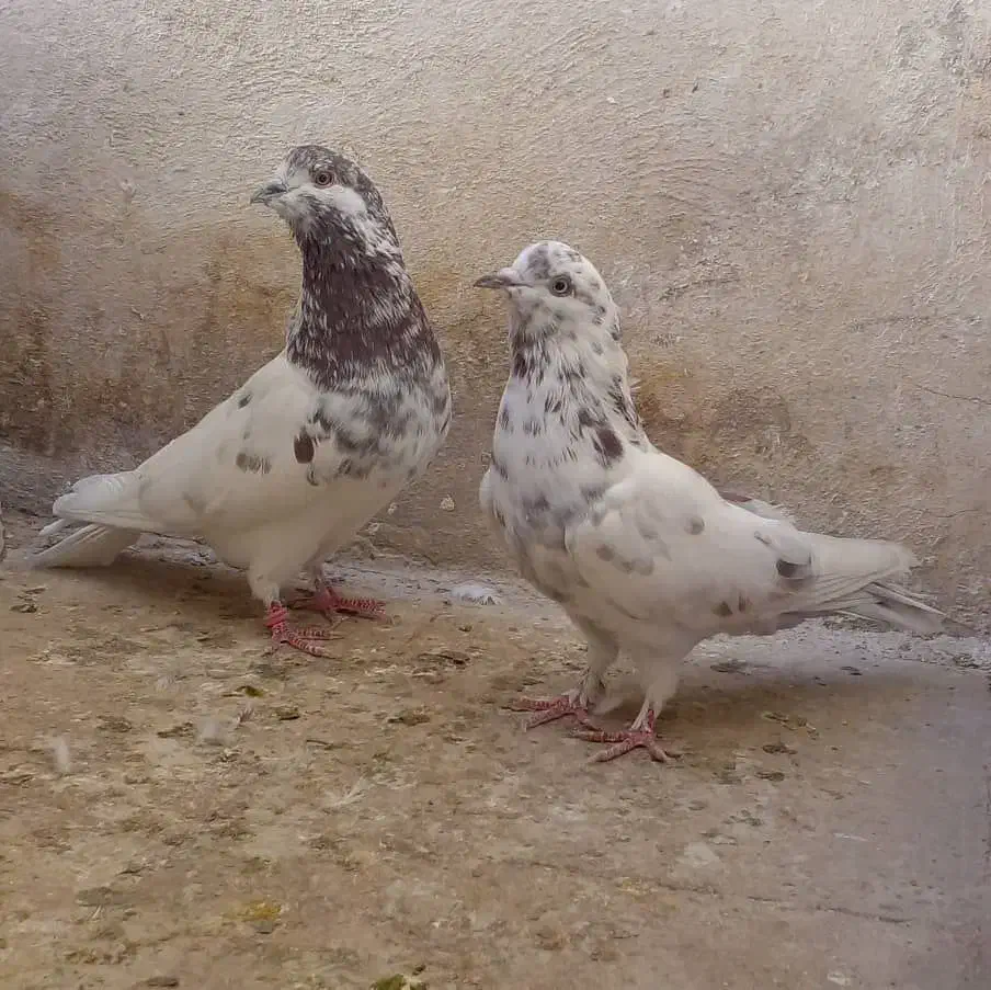 یه جفت کفتر ناب|پرنده|مشکین‌دشت, |دیوار