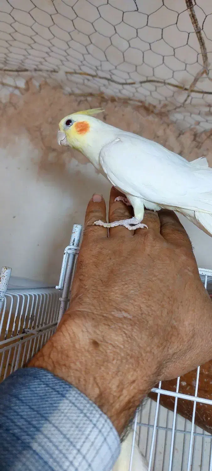 عروس هلندی .ماده بالغ|پرنده|رفسنجان, |دیوار