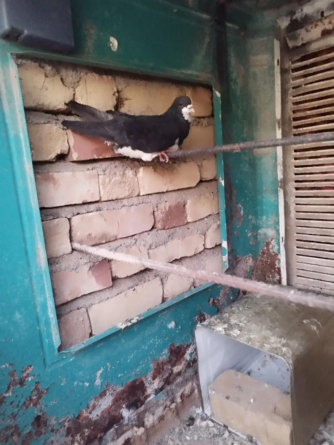 کبوتر شهری گم شده و دور بر خیابون ابلفظل|پرنده|فسا, |دیوار