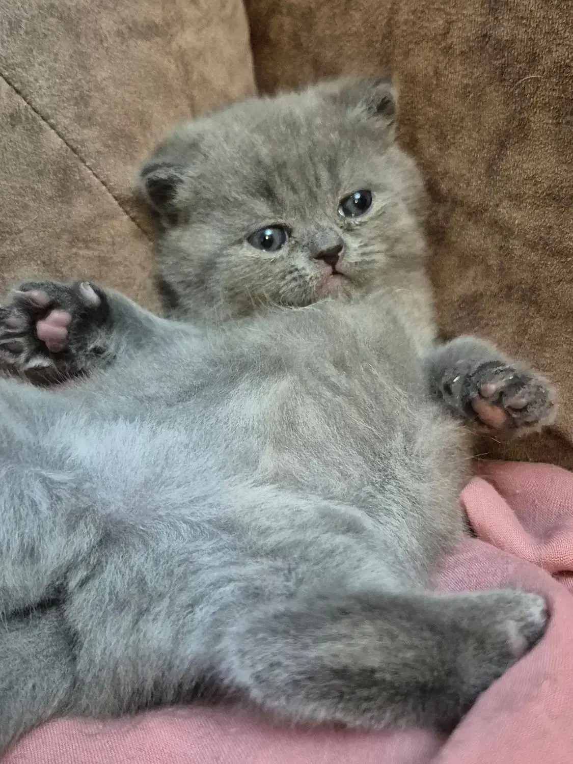 بچه گربه اسکاتیش اصیل|گربه|کرمان, |دیوار