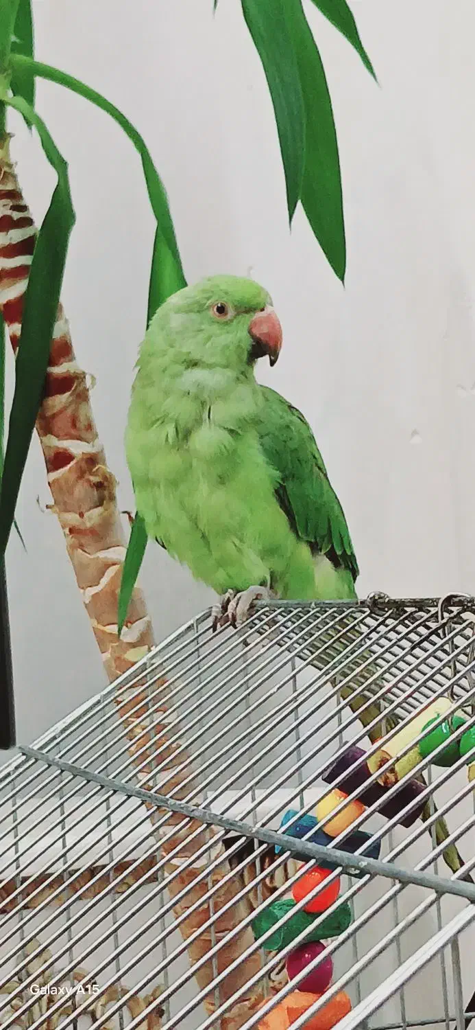 پرنده طوطی ملنگو|پرنده|اهواز, کوی ایثار|دیوار