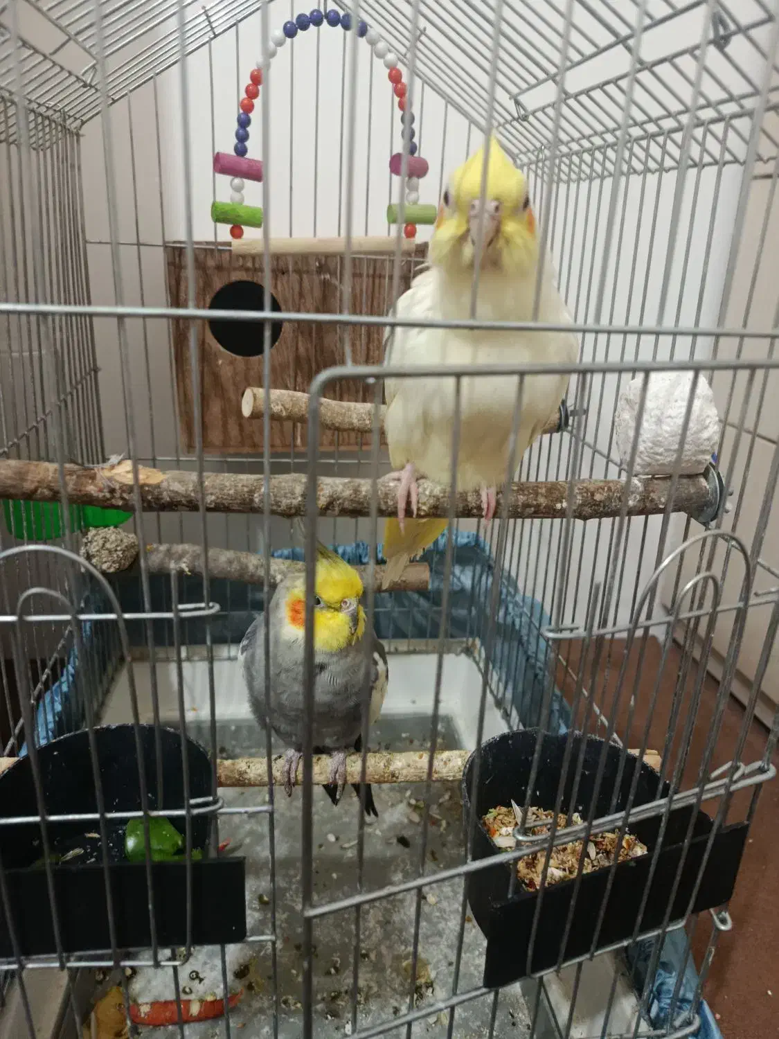 یک جفت عروس هلندی|پرنده|تاکستان, |دیوار