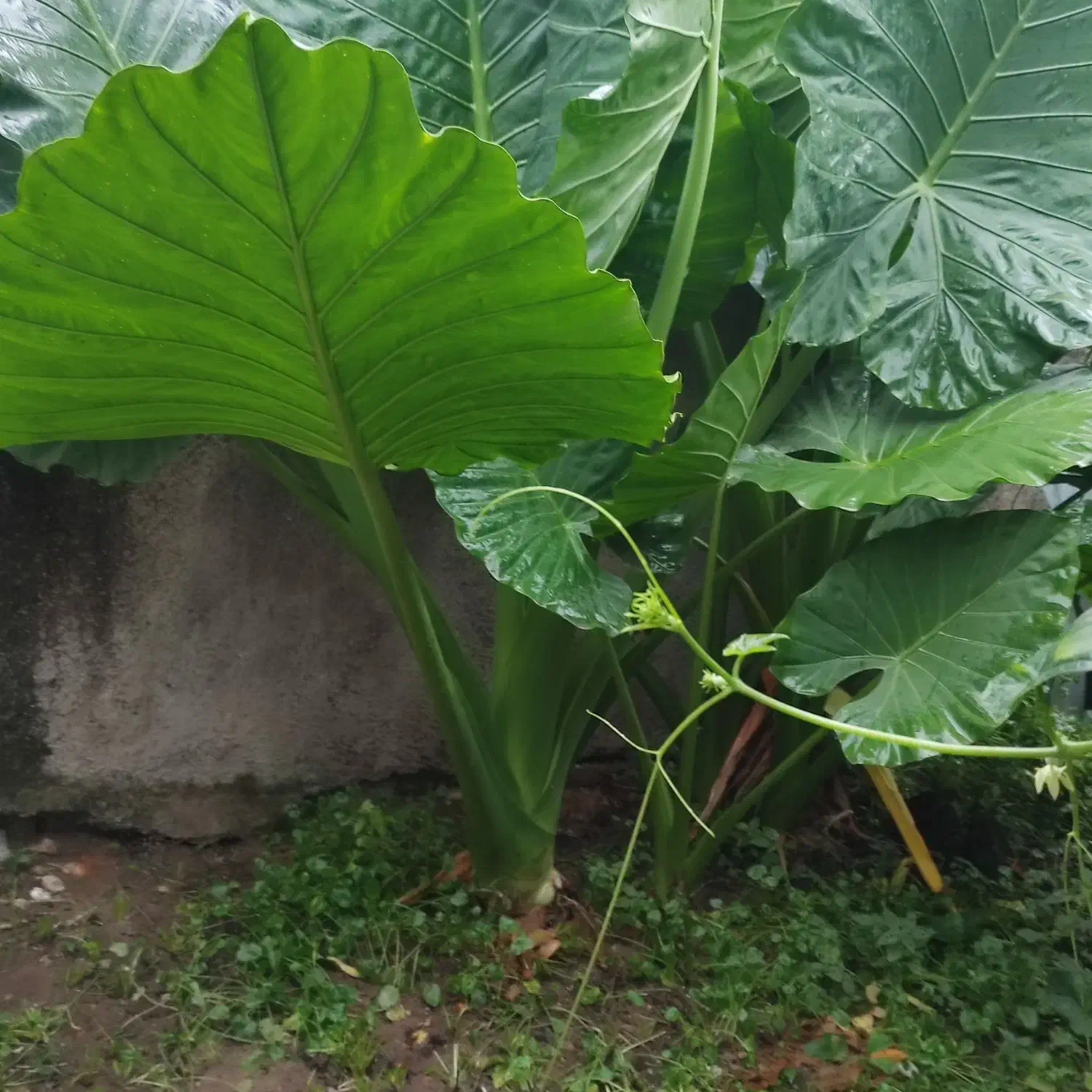 گل بابا آدم|گل و گیاه طبیعی|شیرگاه, |دیوار