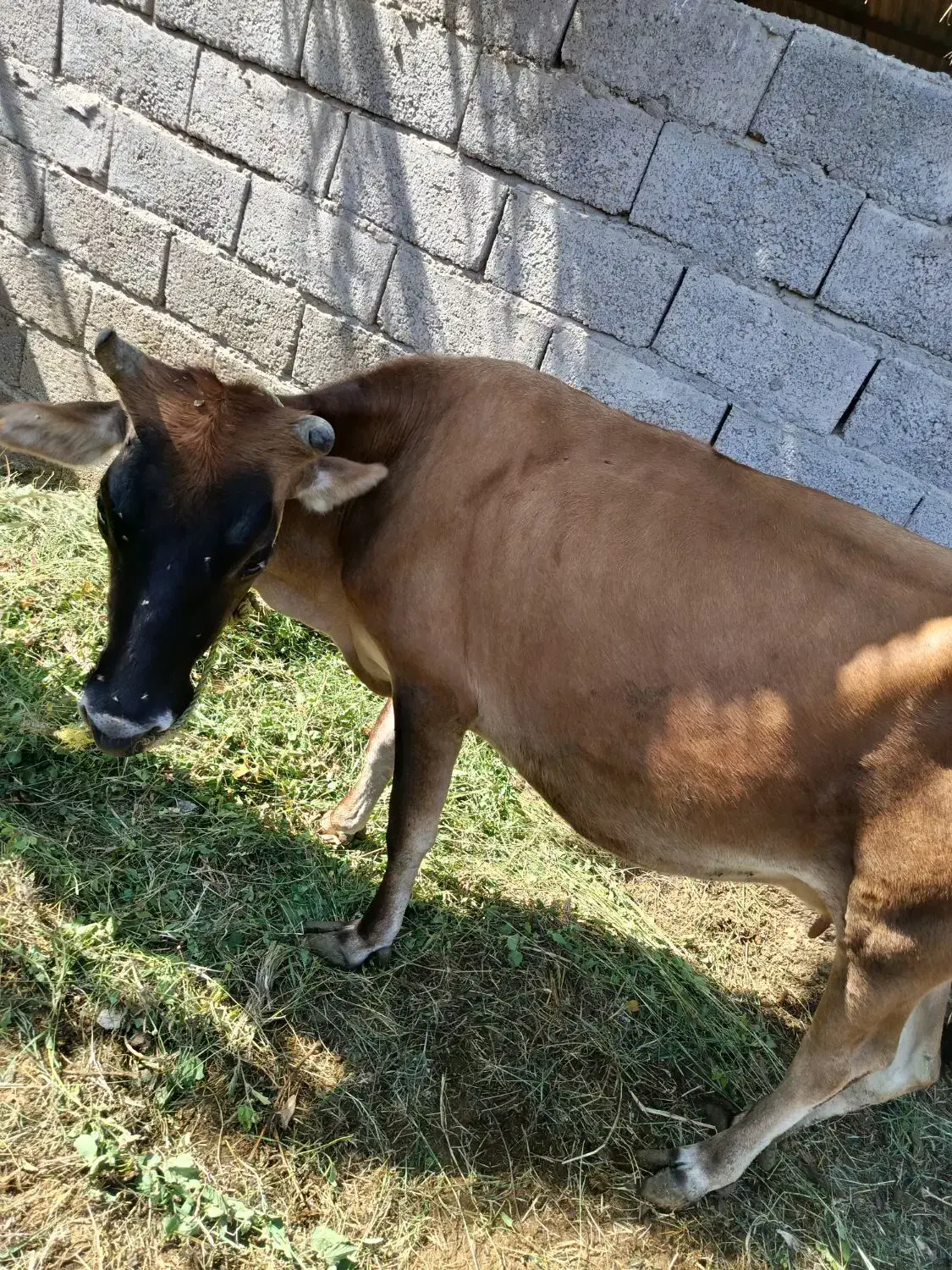 گاو زایده شیری و آبستن|حیوانات مزرعه|گنبکی, |دیوار