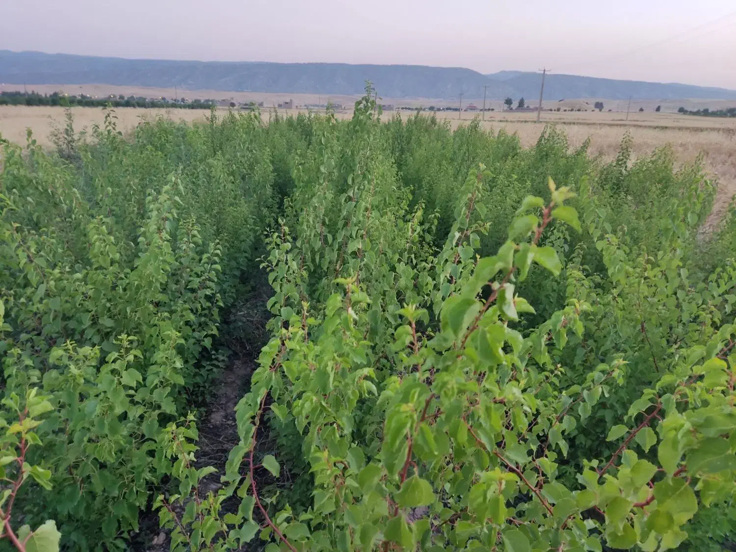 نهالستان زرنه|خدمات باغبانی و درختکاری|ایوان, |دیوار