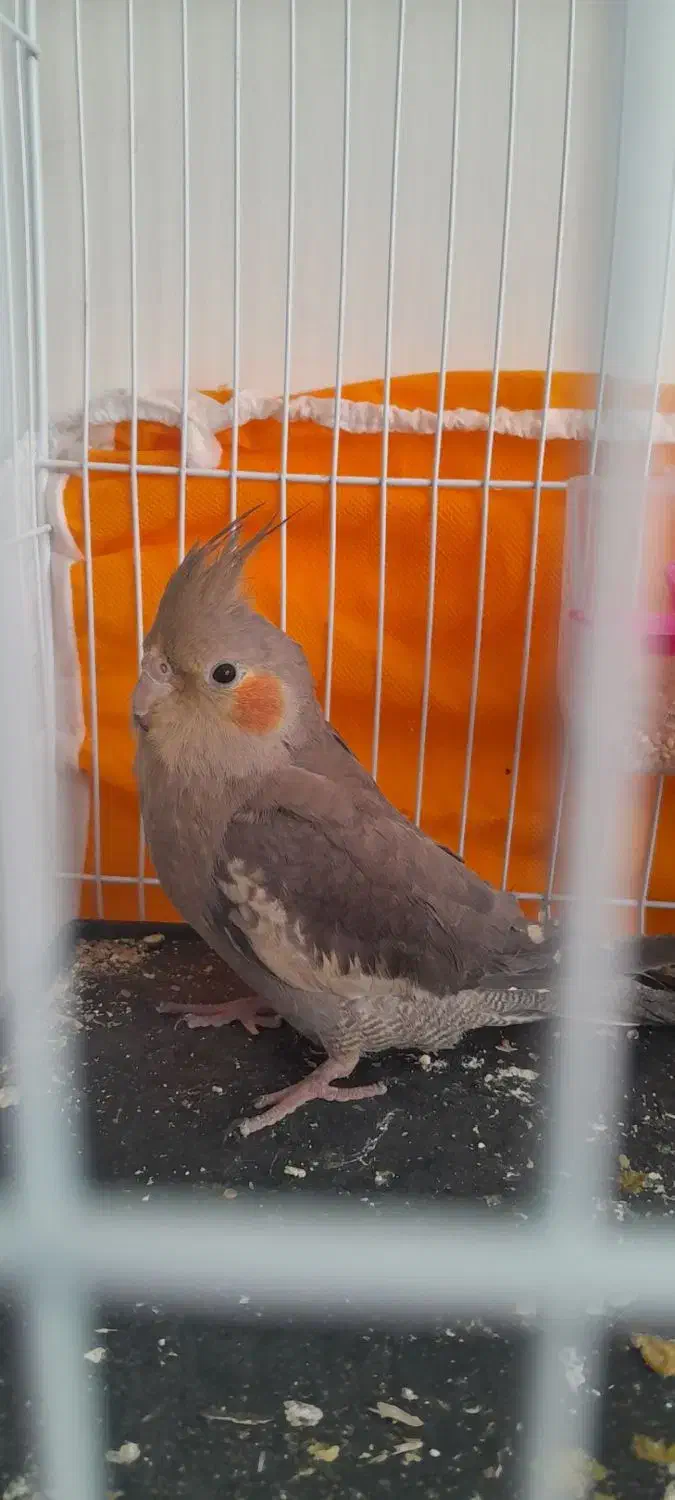 عروس هلندی|پرنده|تربت‌حیدریه, باغ سلطانی|دیوار