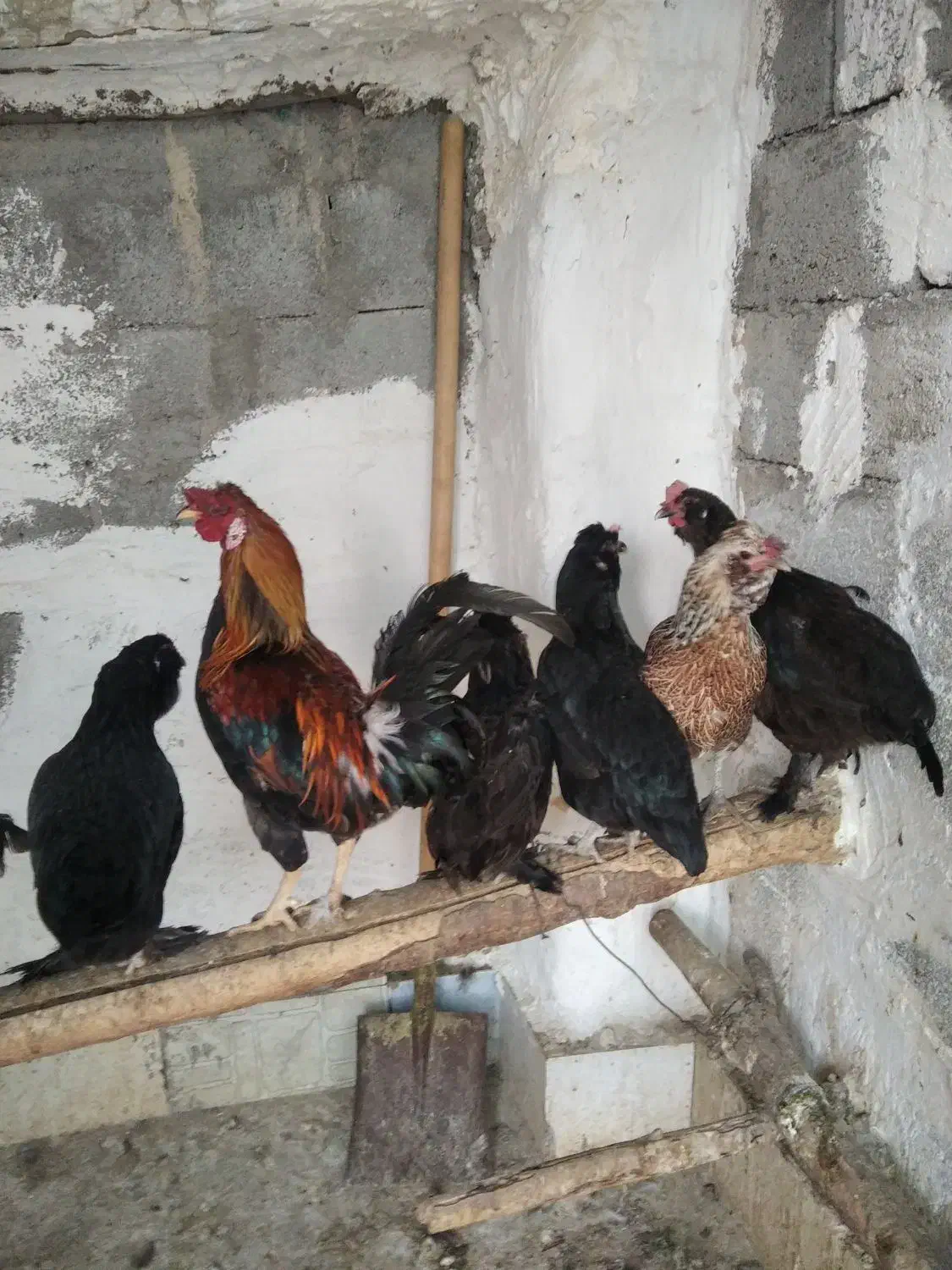 مرغ خروس محلی چاه قائدی وحید کشتکار|حیوانات مزرعه|لامرد, |دیوار