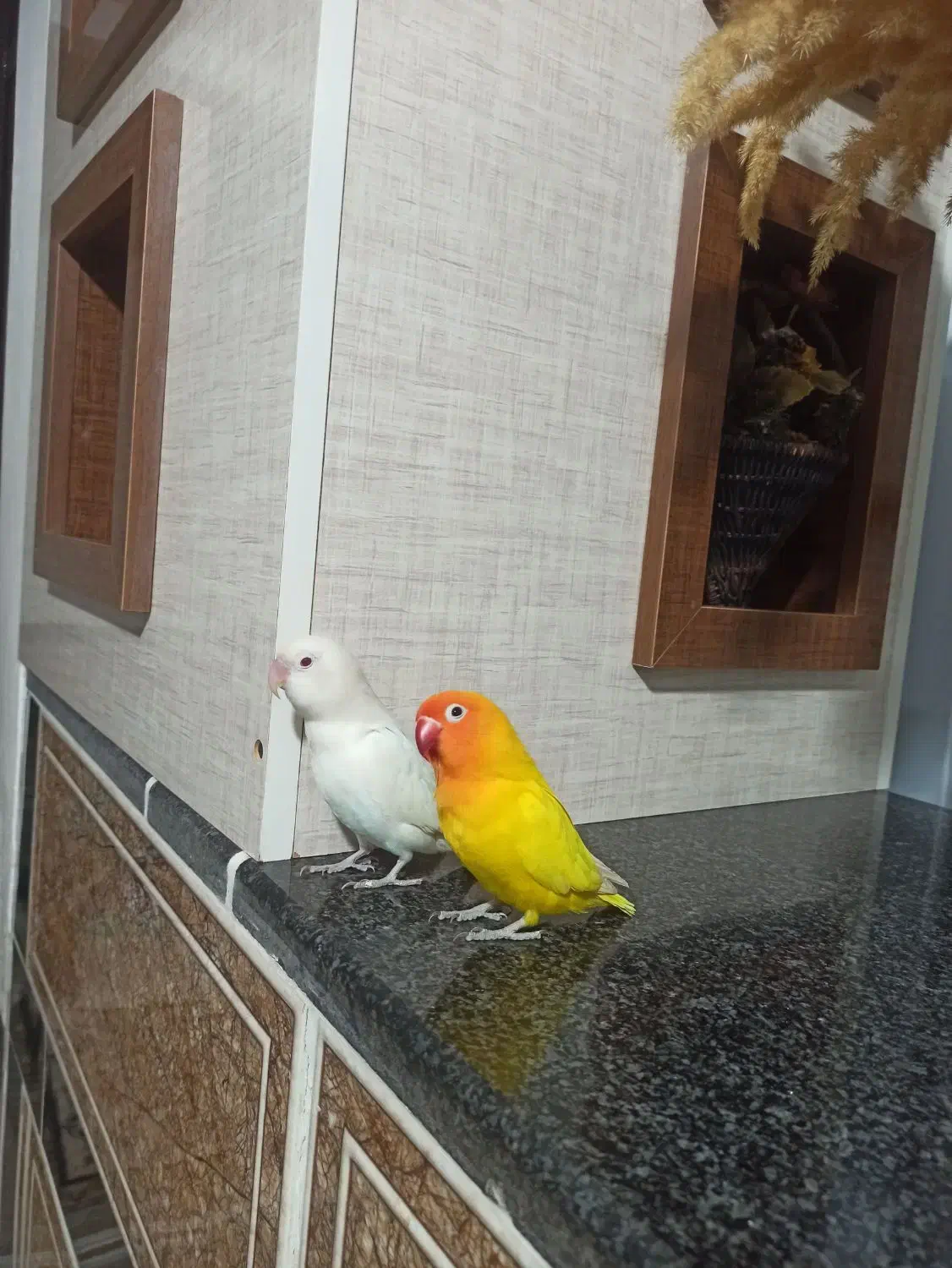 طوطی برزیلی|پرنده|پیرانشهر, |دیوار