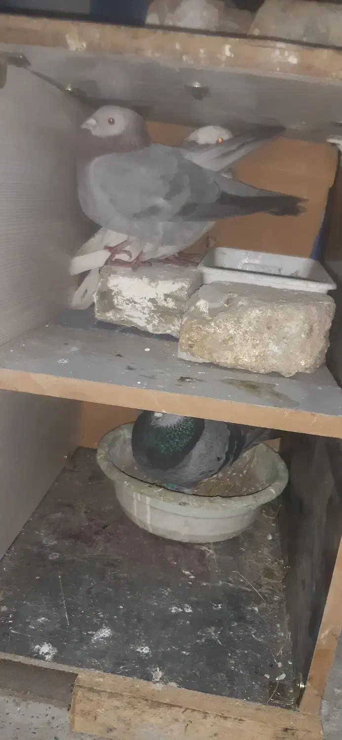 کفتر دونه ای ۲۰۰|پرنده|رباط‌کریم, رباط‌کریم|دیوار