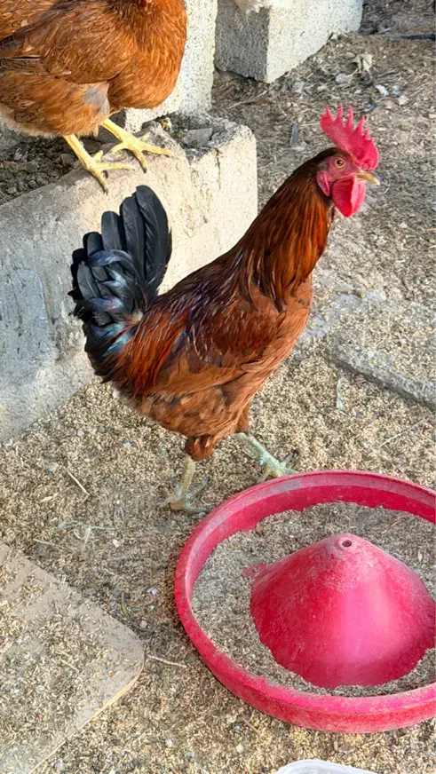 خروس جوان فروشی|حیوانات مزرعه|بهبهان, |دیوار