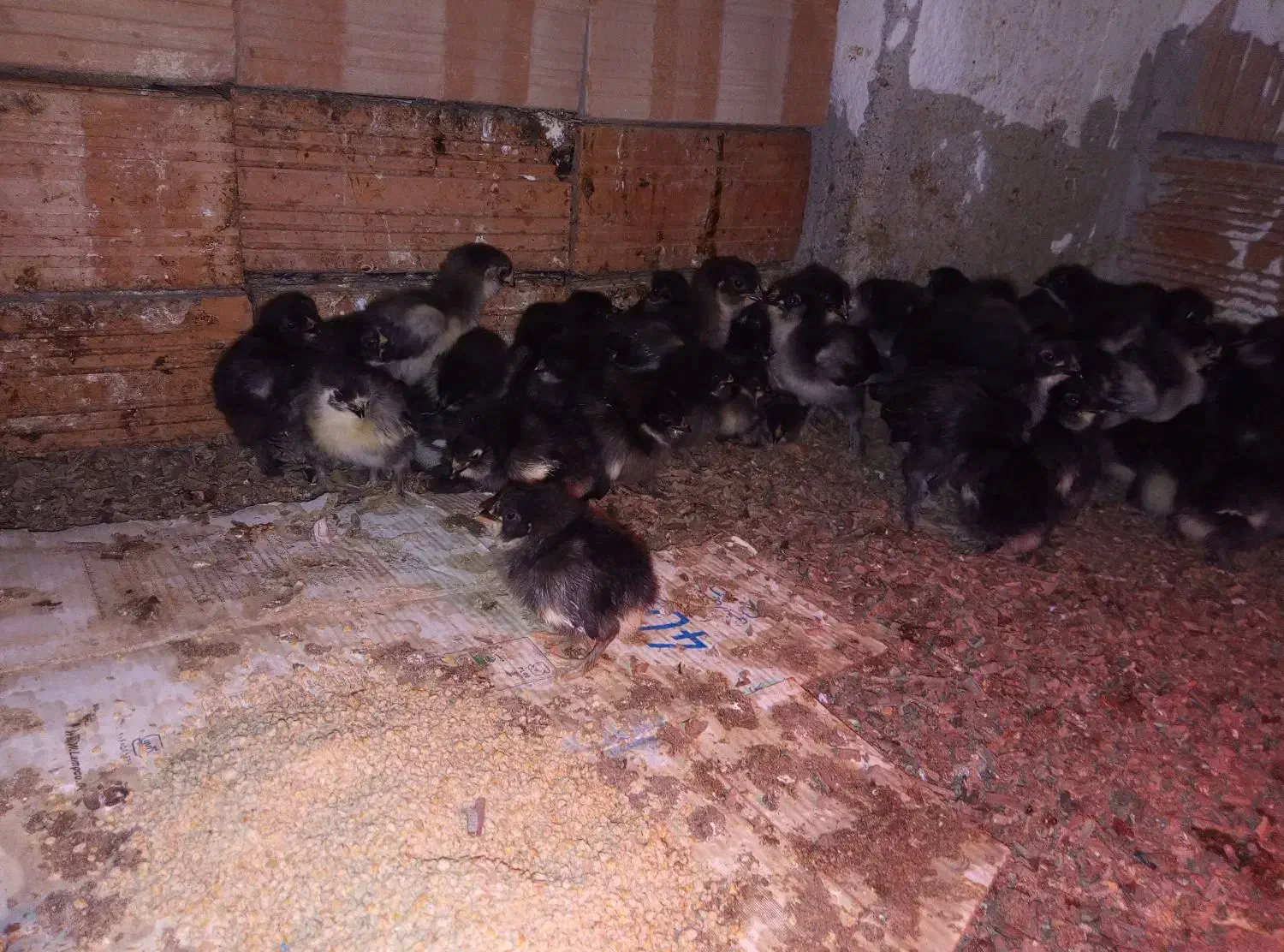 جوجه مرغ مرندی|حیوانات مزرعه|قائمشهر, |دیوار