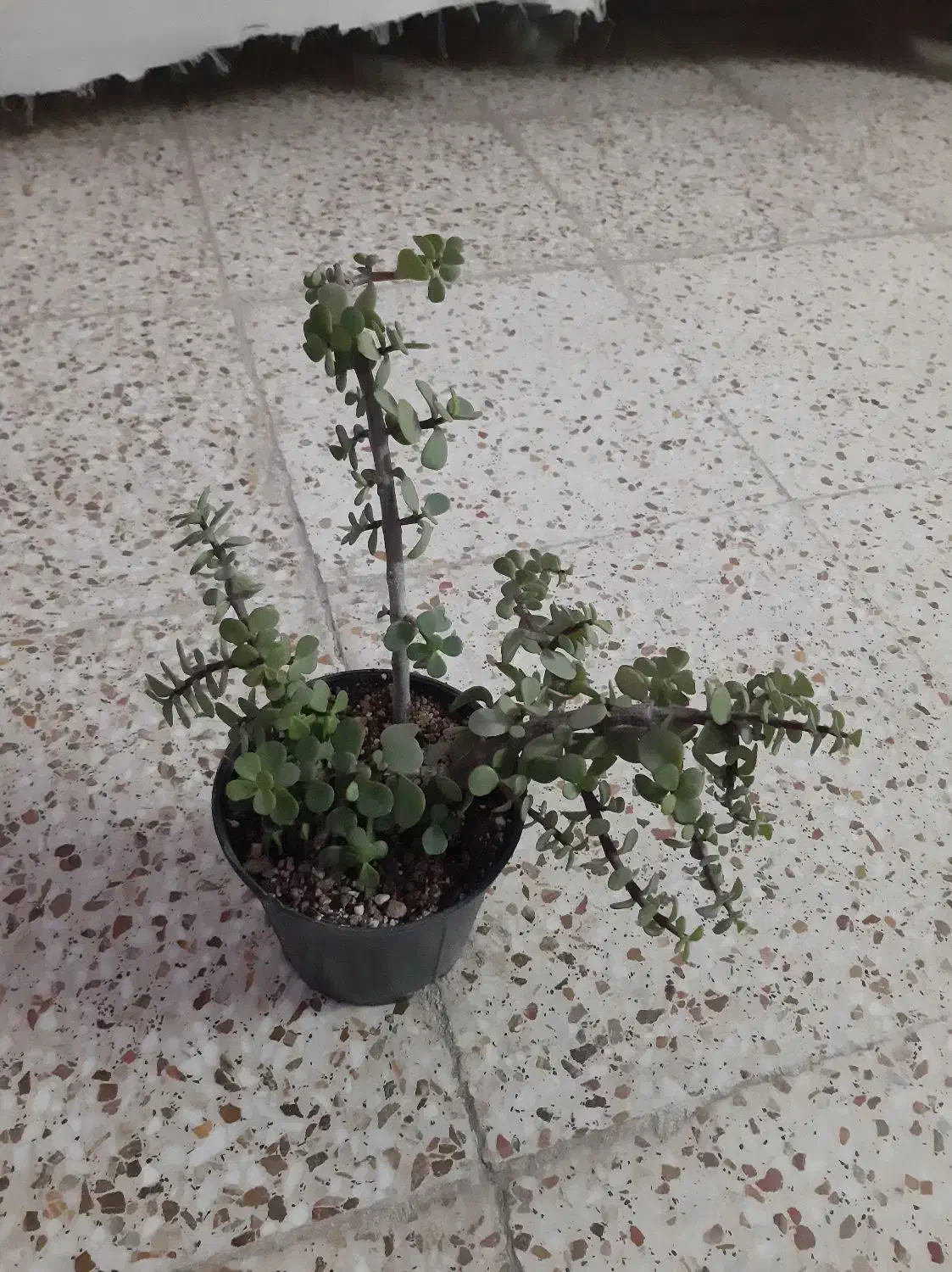 کاکتوس زیبا|گل و گیاه طبیعی|شاهین‌شهر, اقبال لاهوری|دیوار