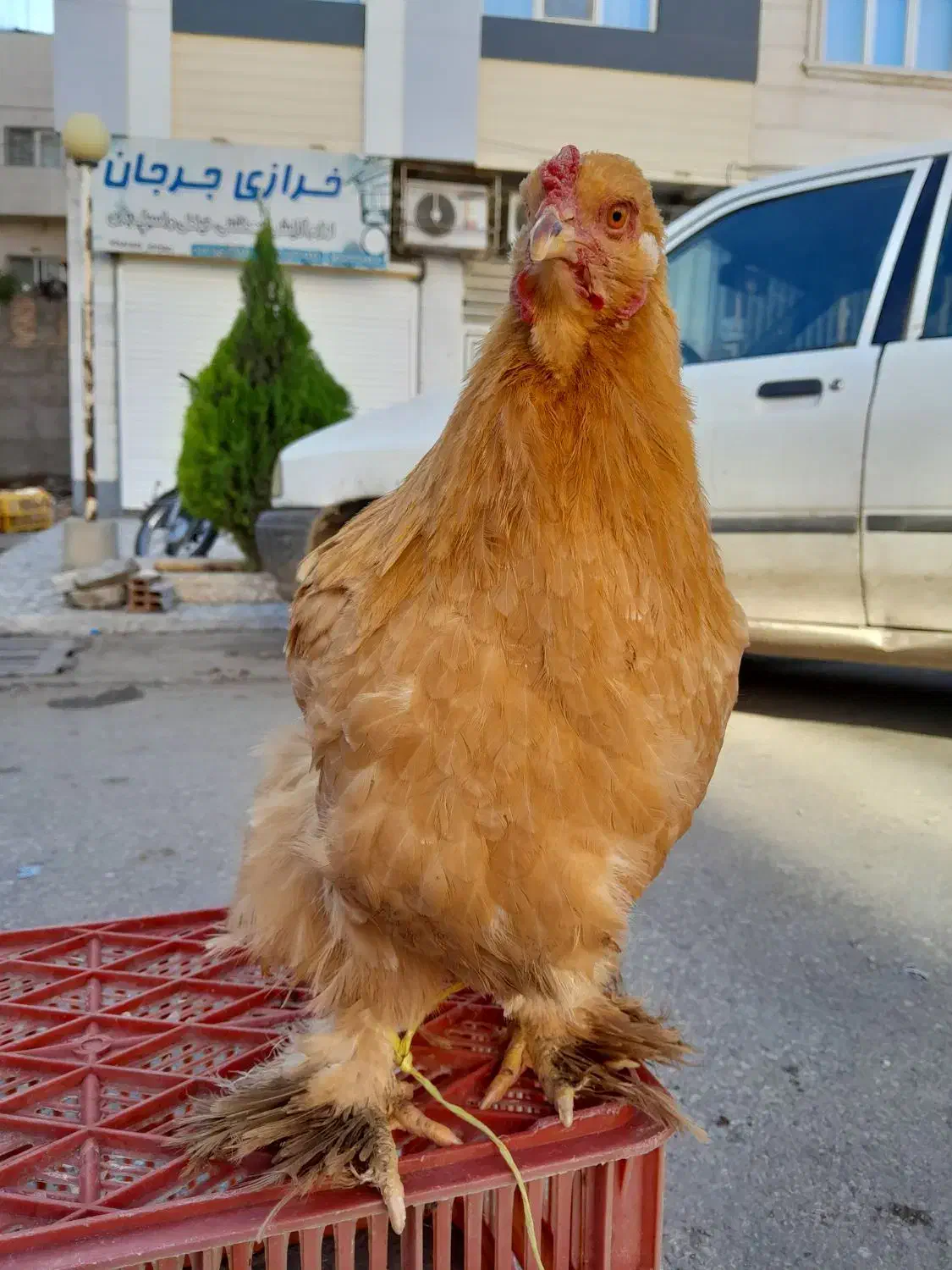 مرغ و خروس برهماه امپراطور|حیوانات مزرعه|گرگان, |دیوار