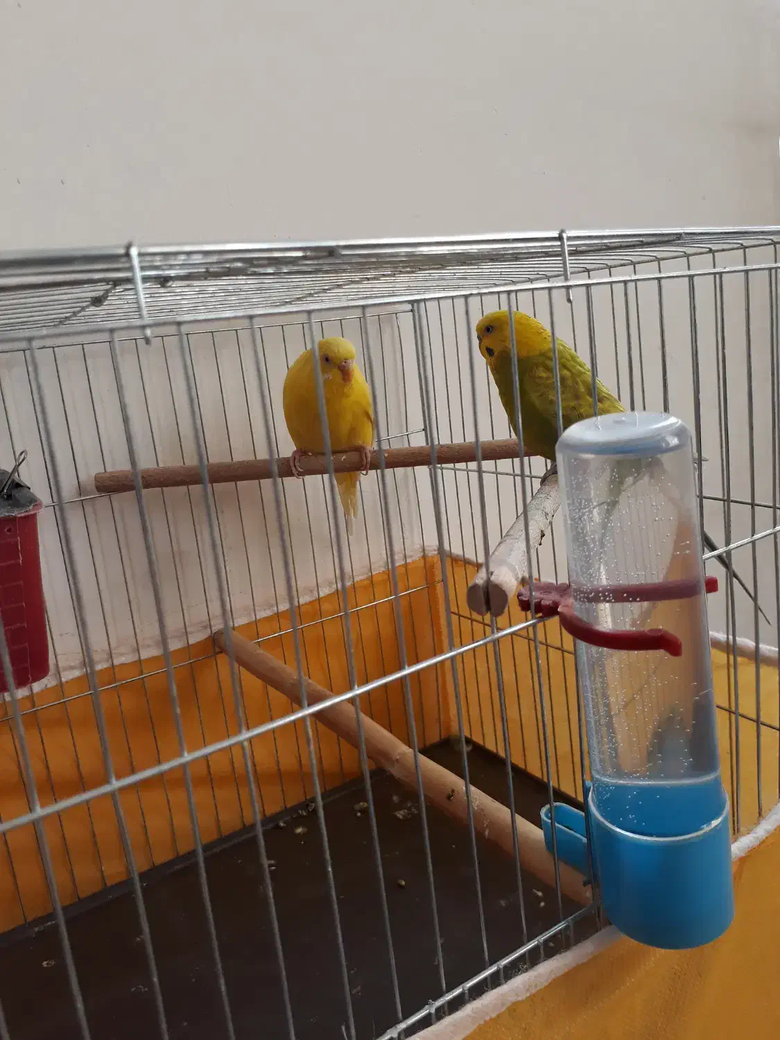 مرغ عشق|پرنده|اصفهان, ارداجی|دیوار