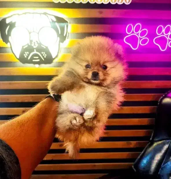 سگ جیبی ، پامرانین خرسی توی پودل شیتزو سوپرفلت|سگ|چالوس, |دیوار