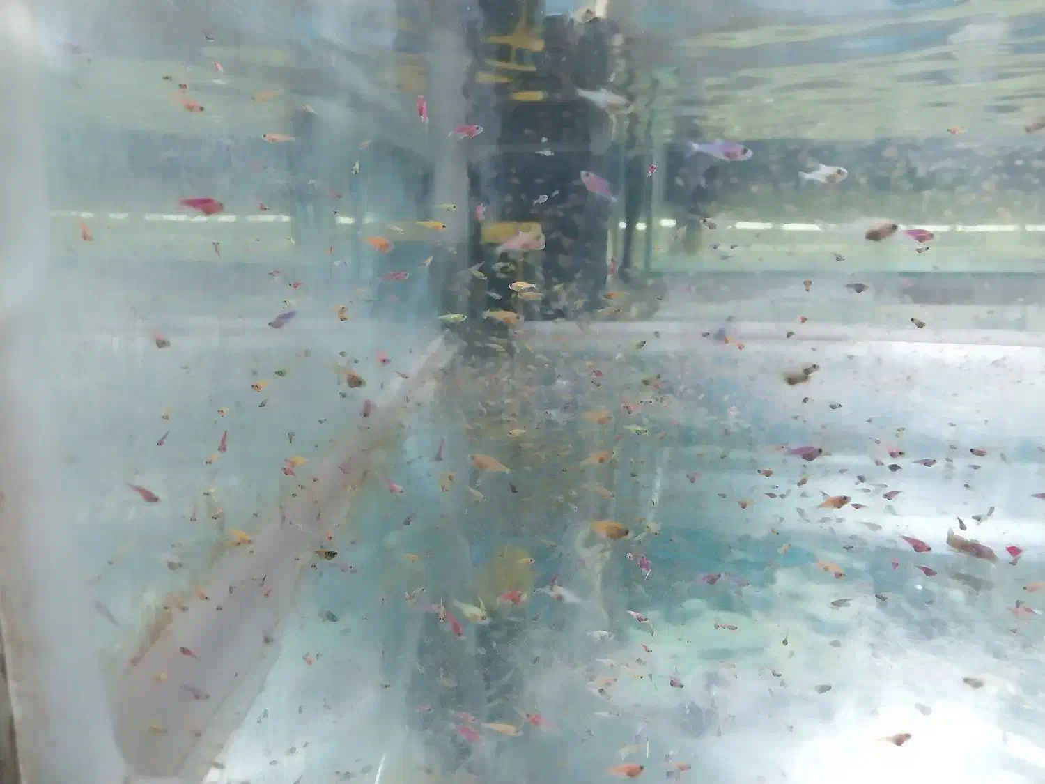 ماهیان زینتی سایز ریز|ماهی|اصفهان, نقش جهان|دیوار