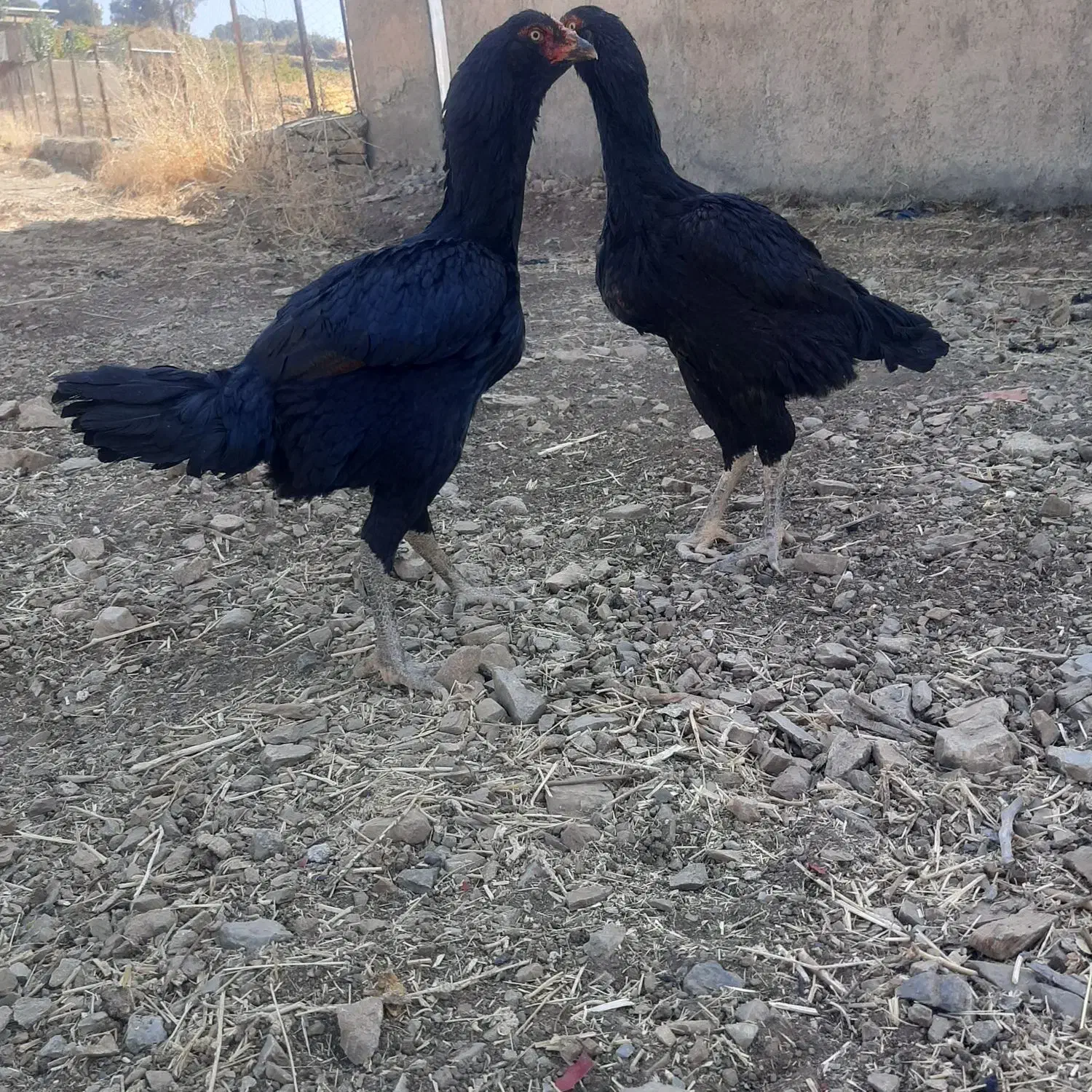 مرغ لاری ریشو جوان|حیوانات مزرعه|مریوان, |دیوار