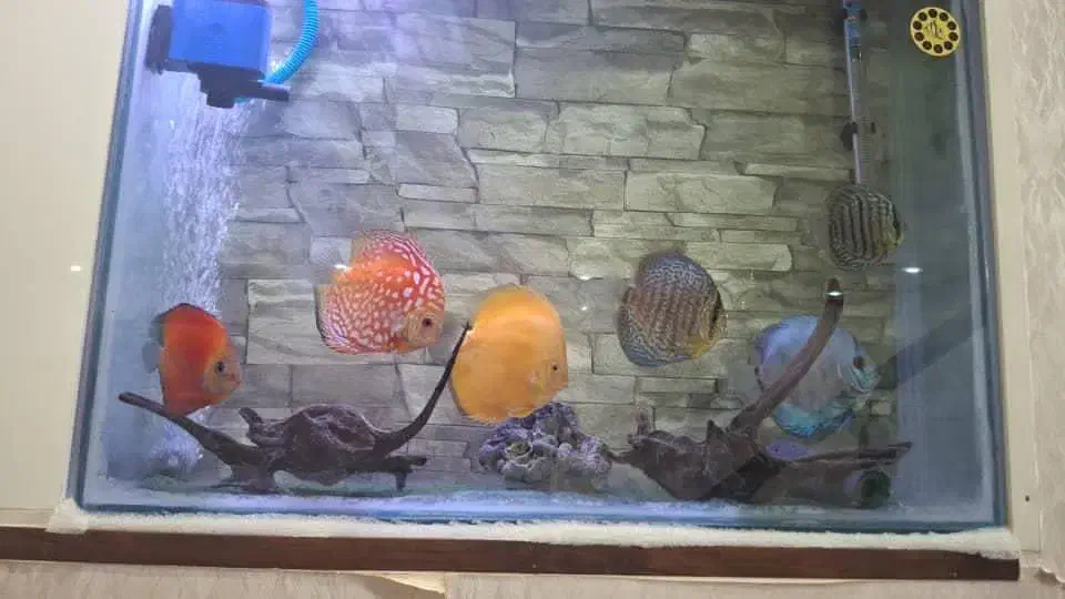 ماهی دیسکس|ماهی|بروجرد, |دیوار