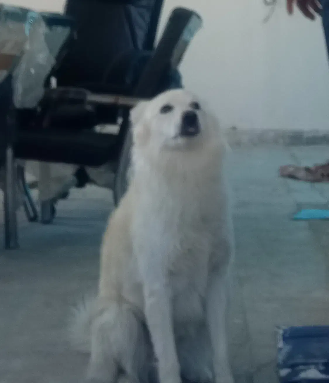 گمشده|حیوانات|شیروان (لرستان), |دیوار