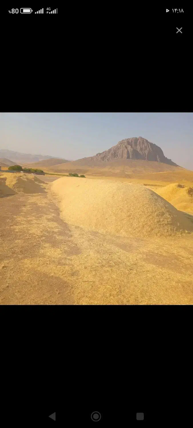 کاه درجه یک|لوازم جانبی حیوانات|لاران, |دیوار