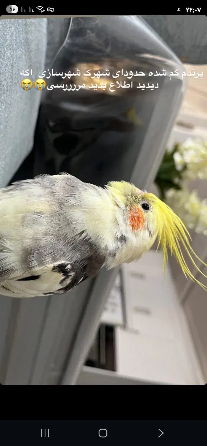 اگه کسی پیدا کرد اطلاع بده لطفا|حیوانات|زرند, |دیوار