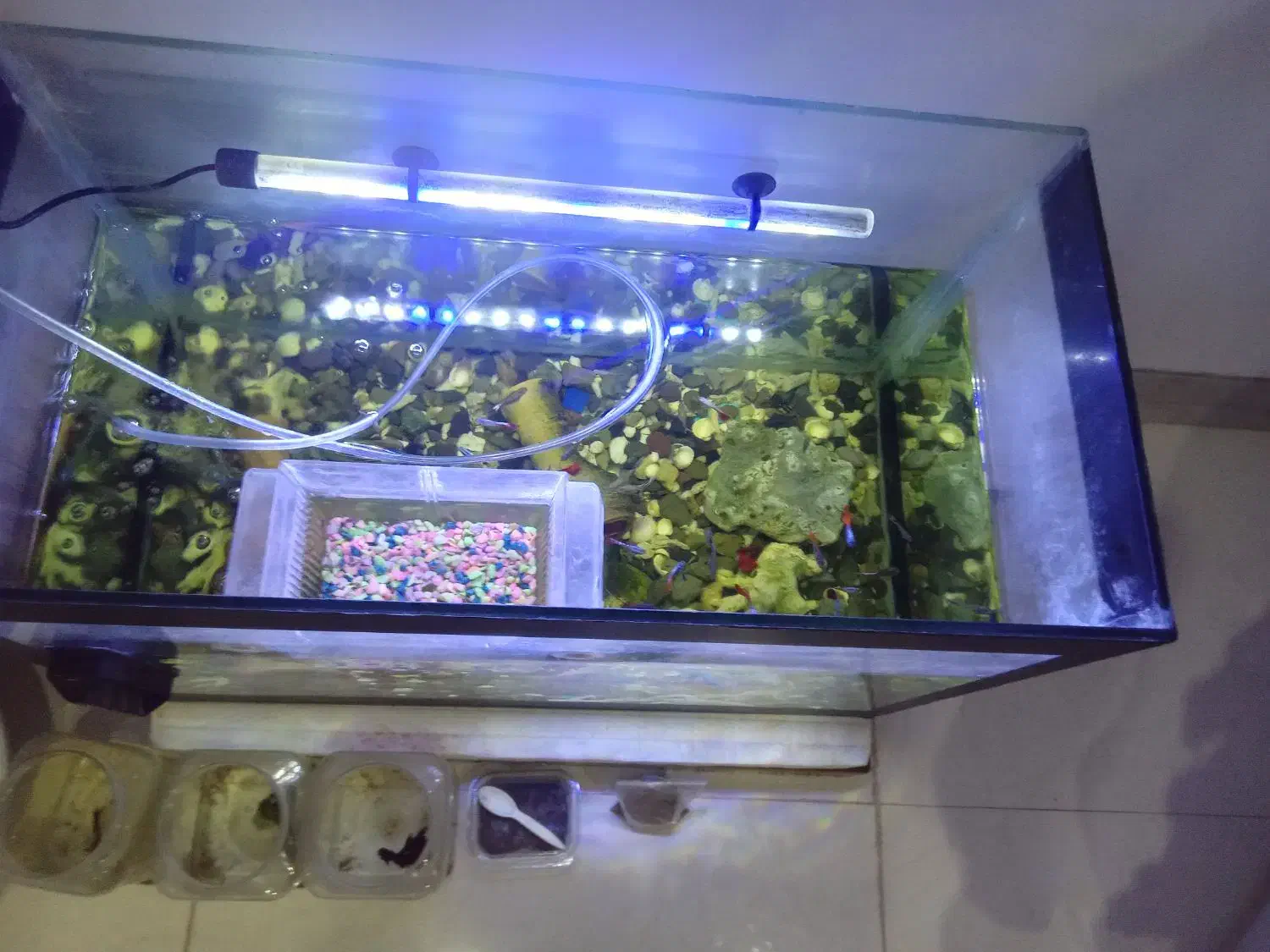 فروش آکواریوم ماهی|ماهی|رشت, معلم|دیوار