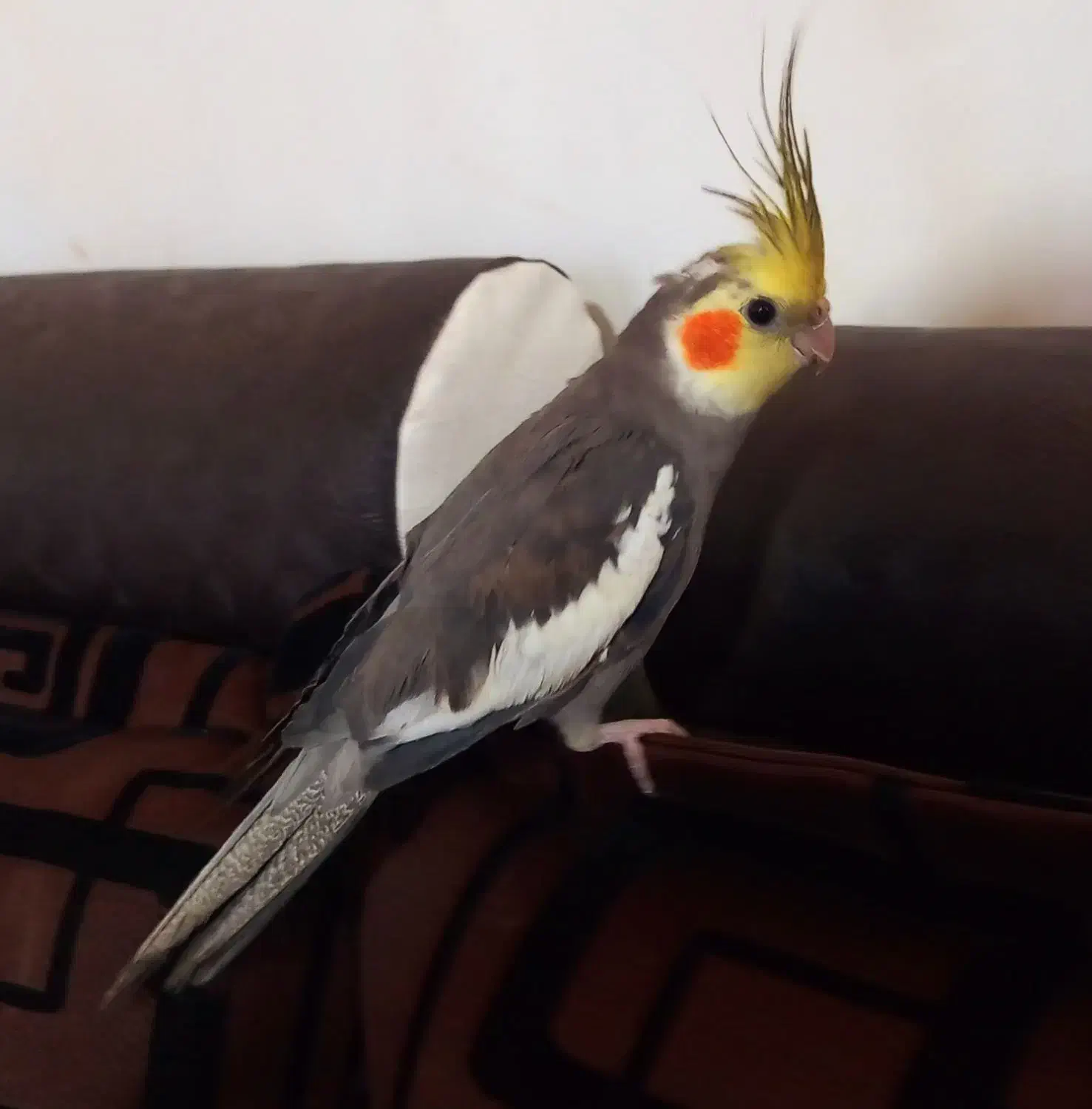 عروس هلندی سخنگو|پرنده|بافت, |دیوار