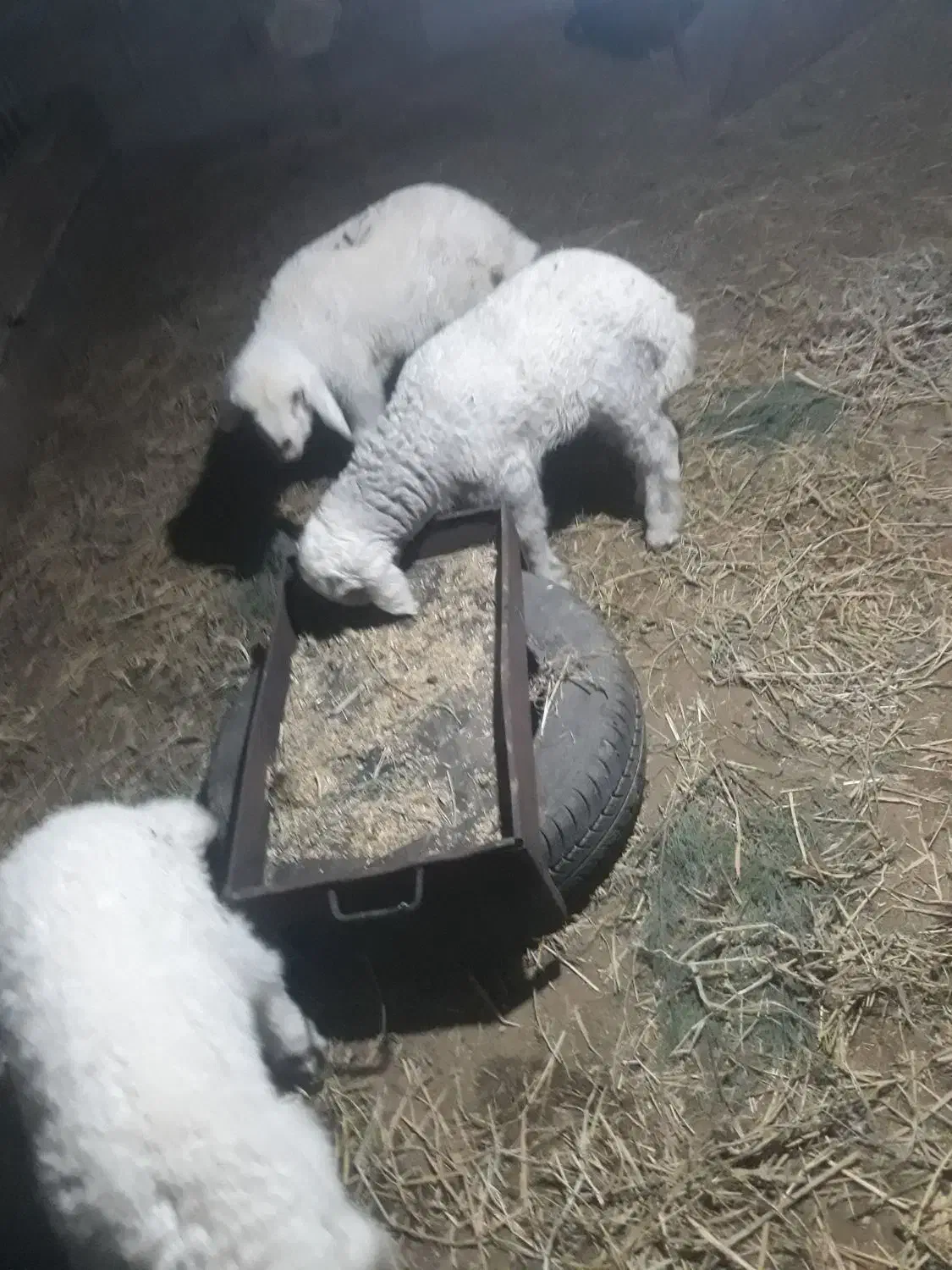 سلام ۳عدد بره۱نروماده ۲ عدد جفت ۱۵۰ قمیت|حیوانات مزرعه|کارون, |دیوار