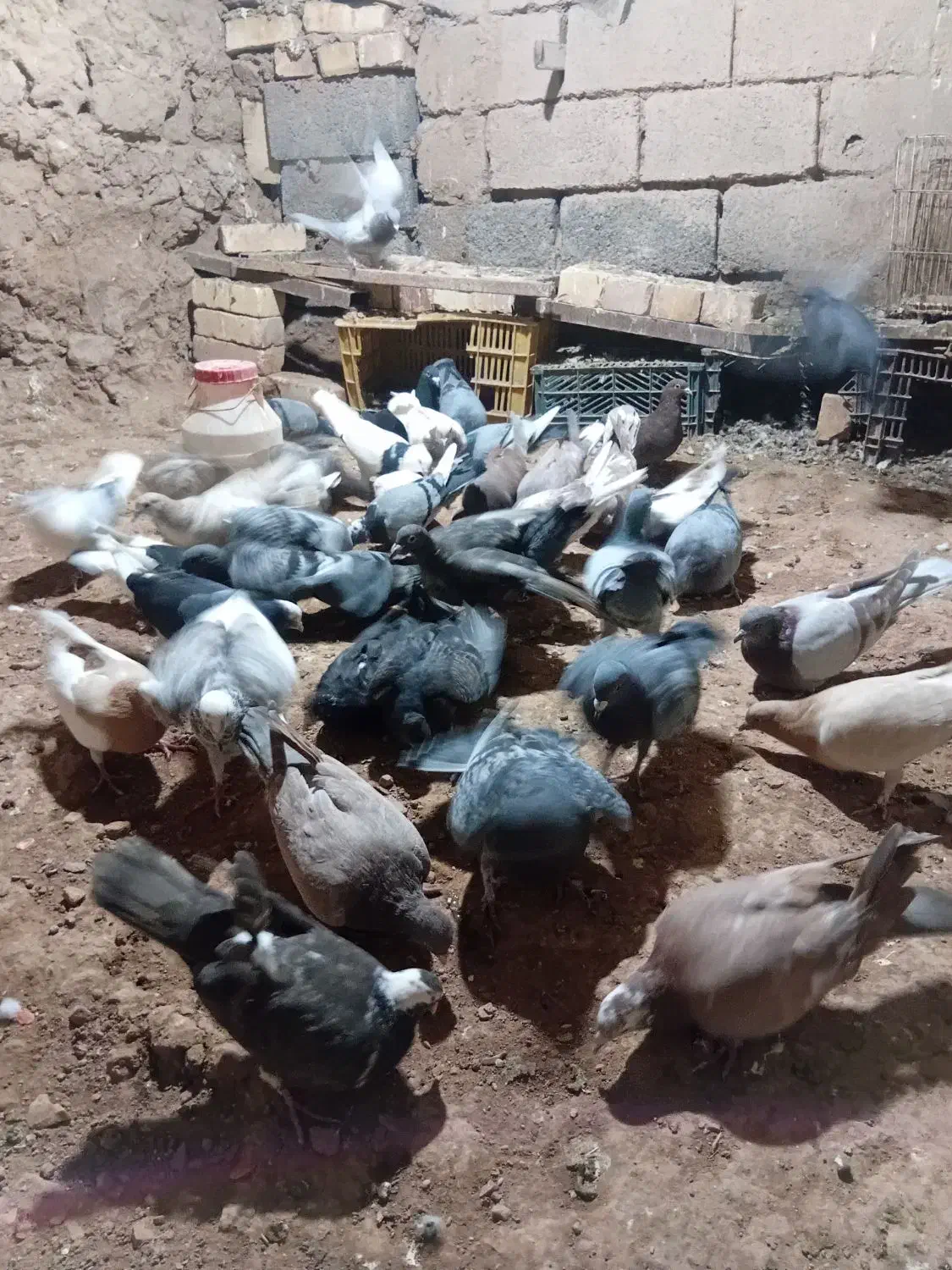 جفتی ۲۶۰|پرنده|جوین, |دیوار