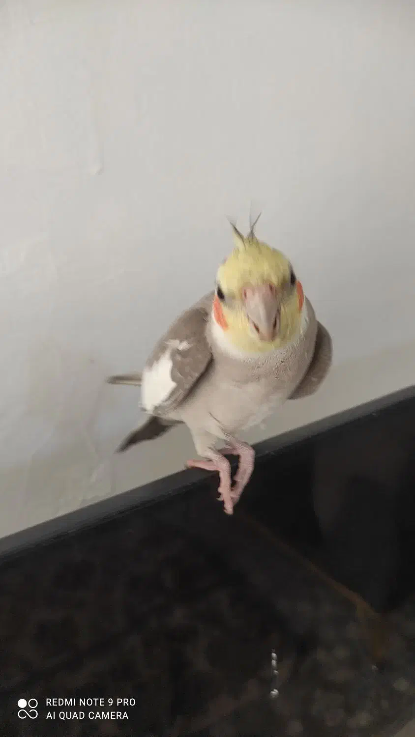 عروس هلندی نر|پرنده|قزوین, |دیوار