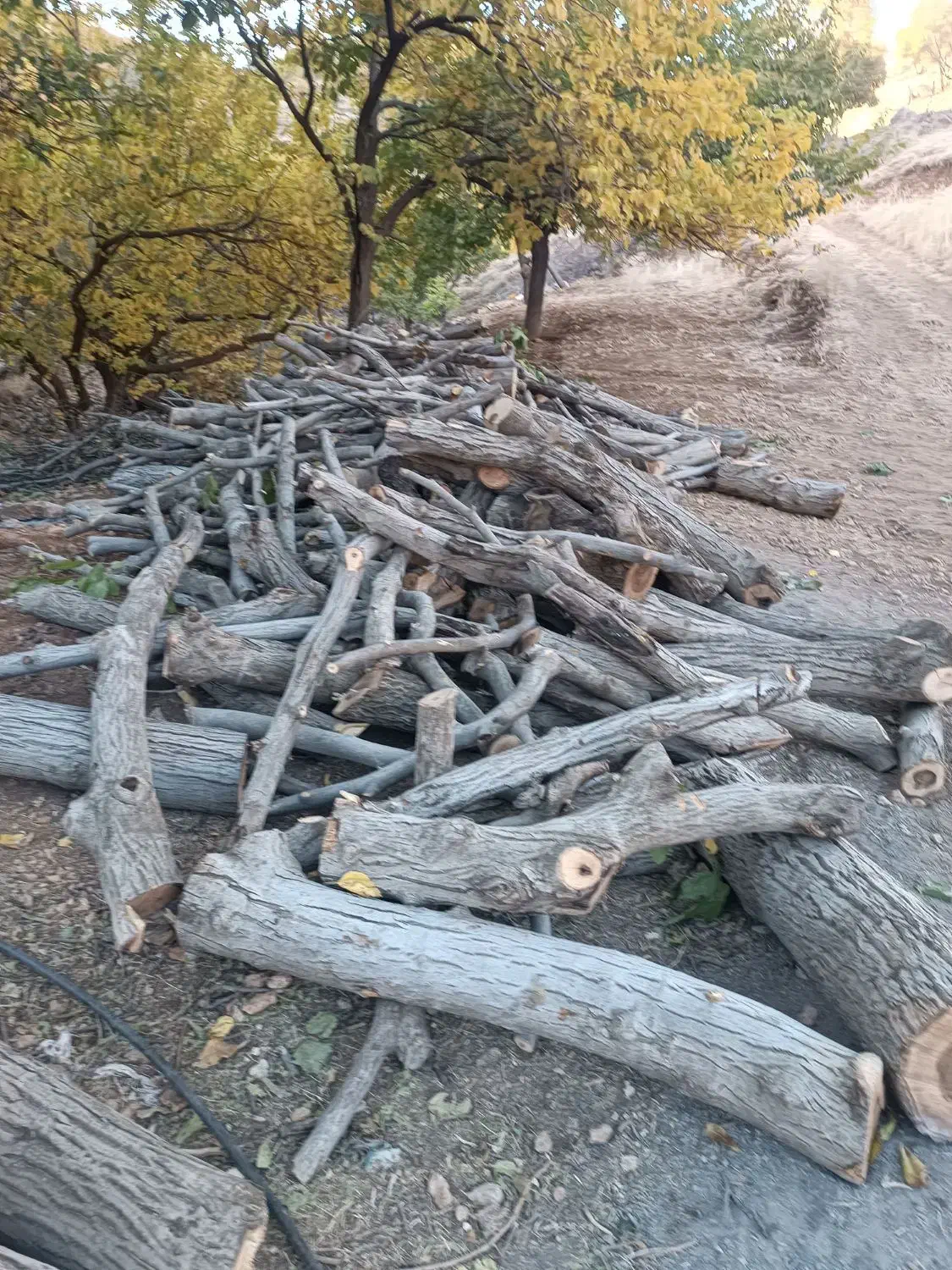 چوب|خدمات باغبانی و درختکاری|پاوه, |دیوار