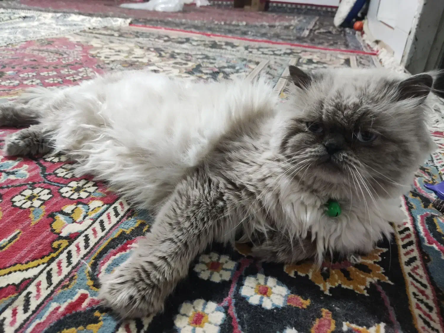 پرشین نر|گربه|نیشابور, فردوس شمالی|دیوار