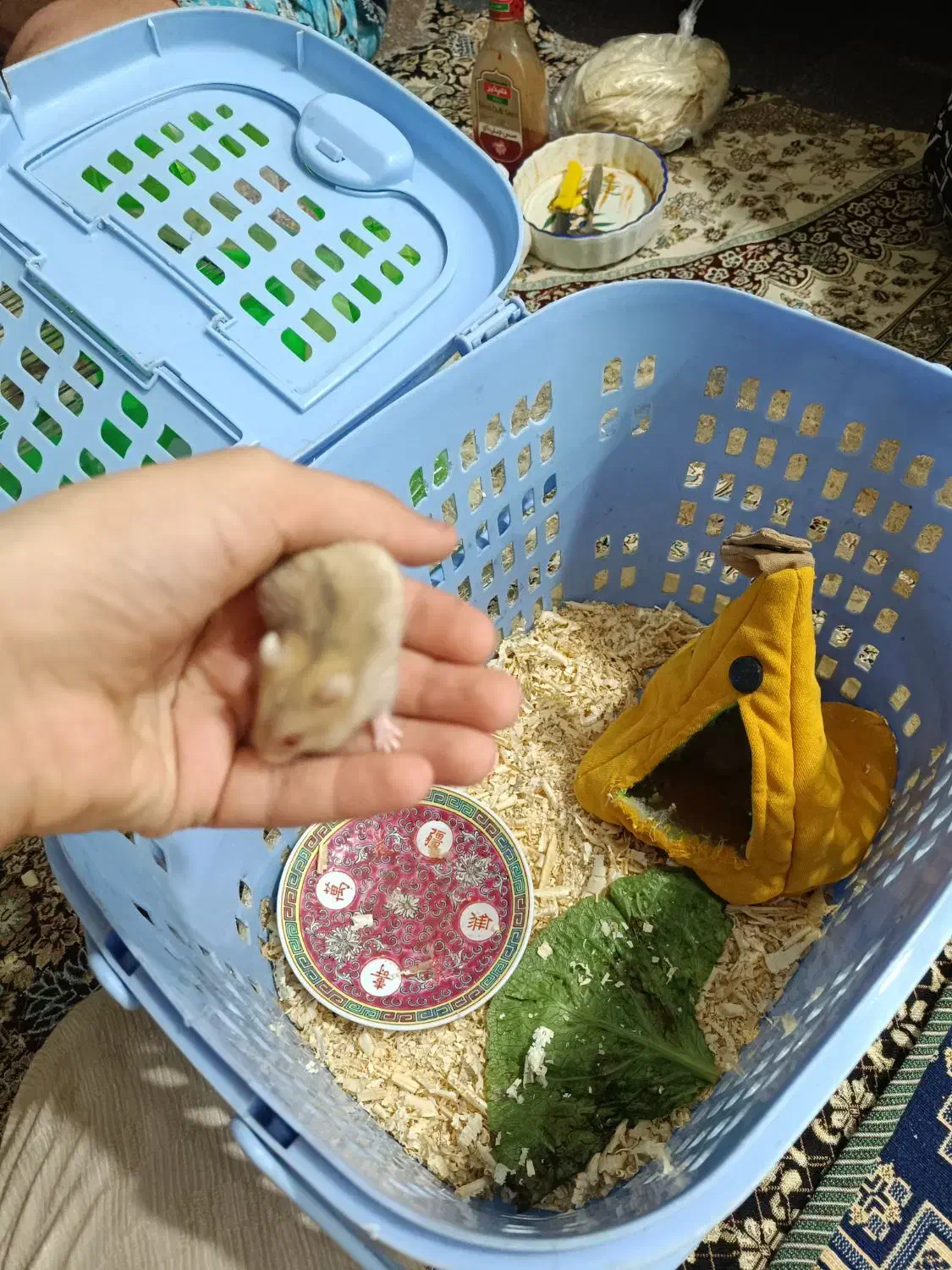 همستر کوچک|موش و خرگوش|خرمشهر, |دیوار