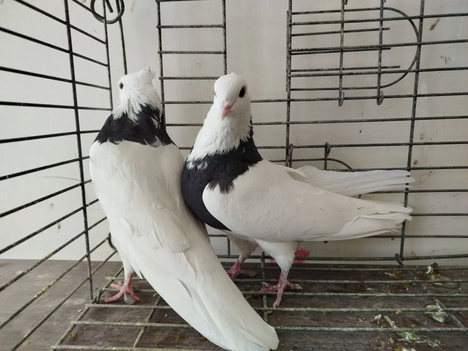 طوقی پرشی میل بازیکن معاوضه با دمگیر|پرنده|اصفهان, براآن شمالی|دیوار