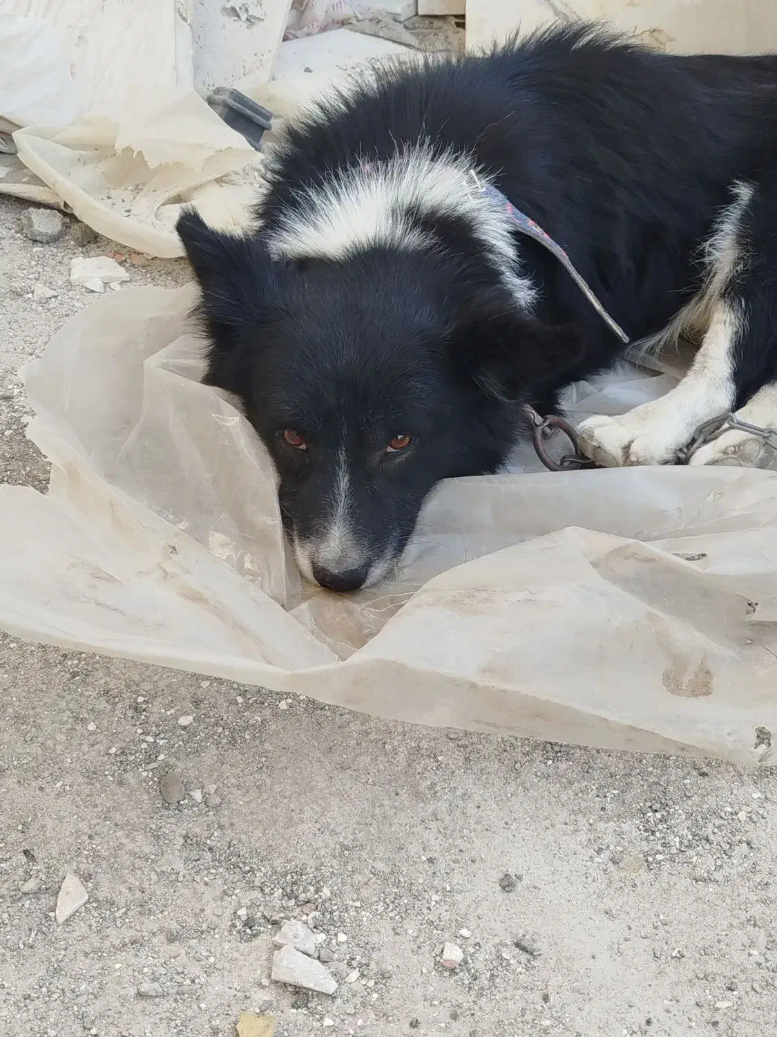 یک عدد سگ از نژاد ترکیبی بوردر کولی واگذار می شود|سگ|مشهد, امیریه|دیوار