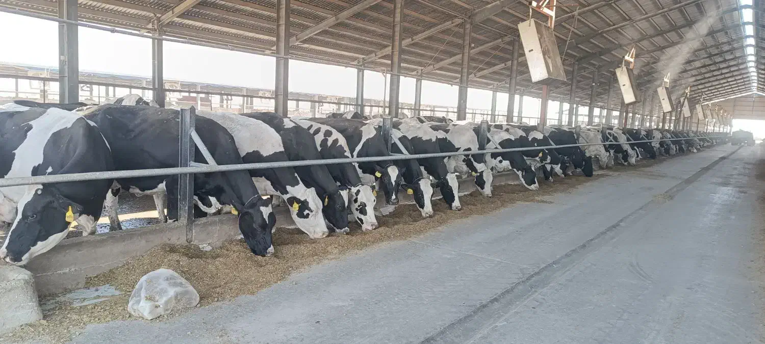 فروش کود گاوی|حیوانات مزرعه|چهاردولی, |دیوار