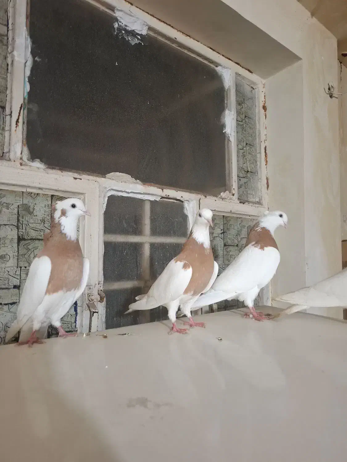 کفتر رنکی|پرنده|اهواز, بیست متری شهرداری|دیوار