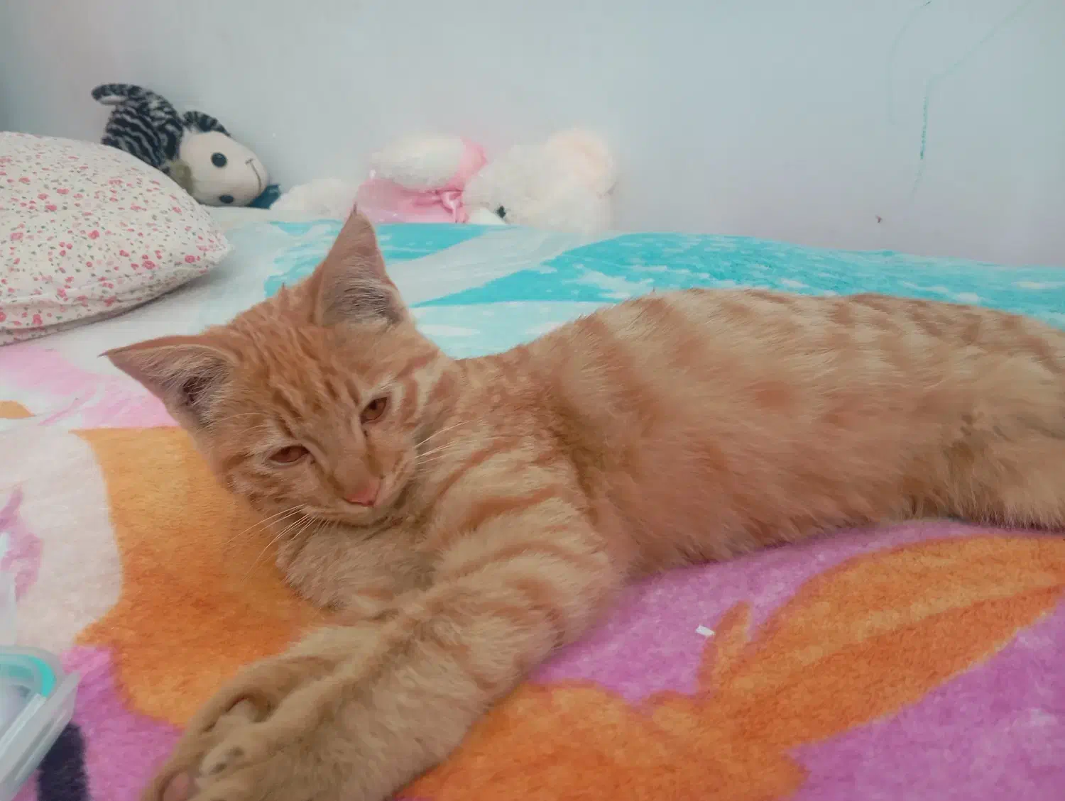 پیدا شده|حیوانات|سبزوار, فیاض|دیوار