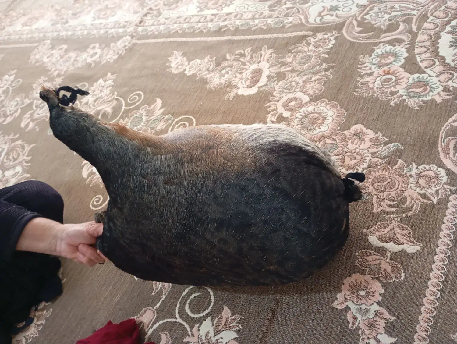 هیزه|ظروف نگهدارنده، پلاستیکی، یک‌بارمصرف|کوهدشت, |دیوار