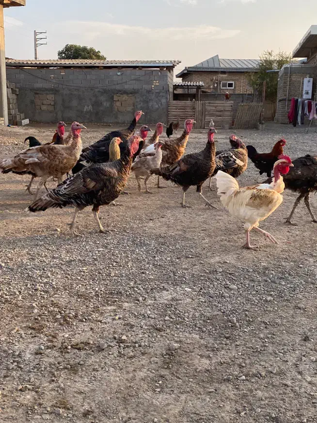 فروش|حیوانات مزرعه|انبارآلوم, |دیوار