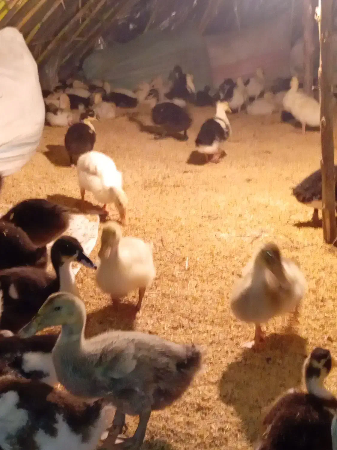 سبوس برنج برا حیوانات|حیوانات مزرعه|آستانه سرا, |دیوار