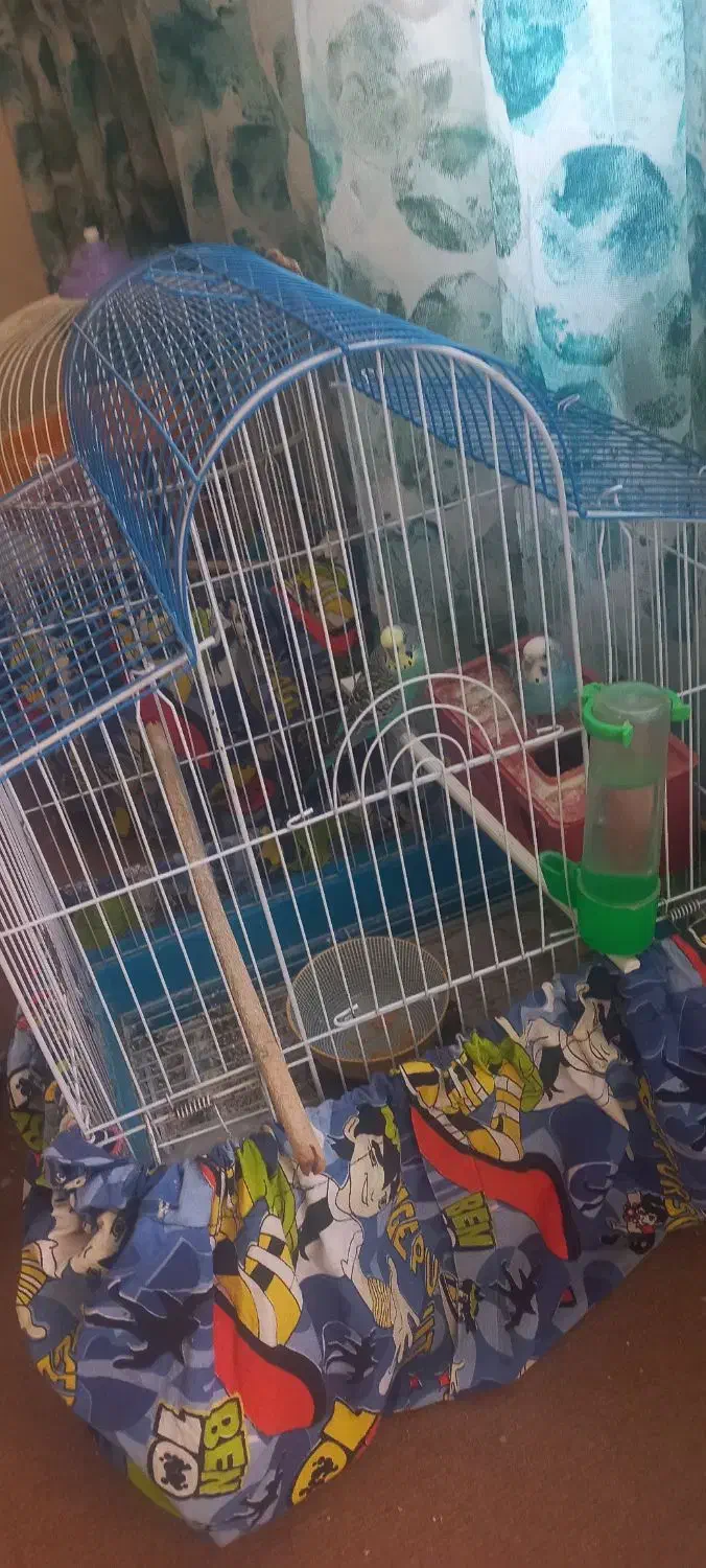 یک جفت مرغ عشق|پرنده|قم, قلعه یزدیها|دیوار