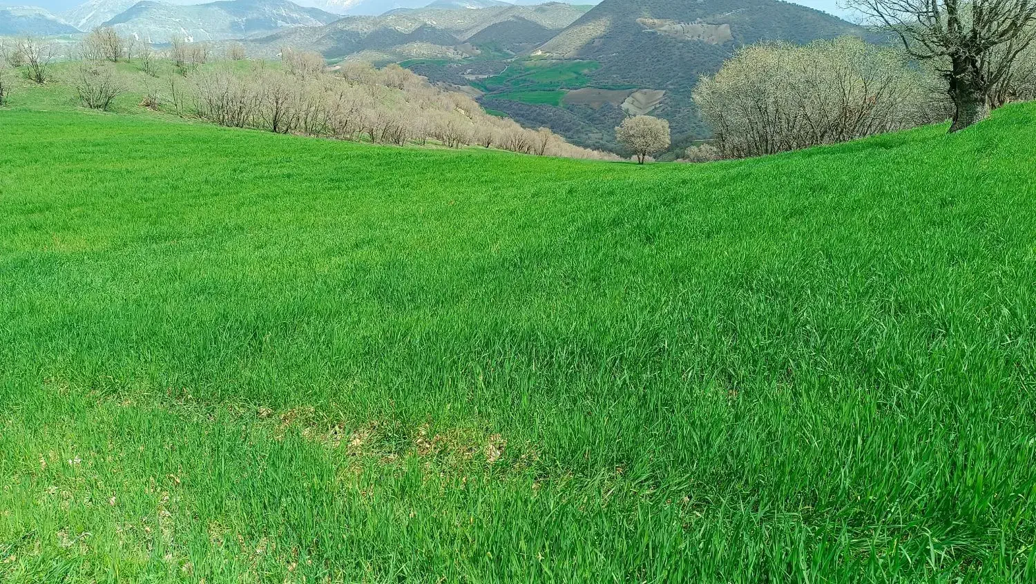 زمین کشاورزی|فروش دفتر صنعتی، کشاورزی، تجاری|جوانرود, |دیوار