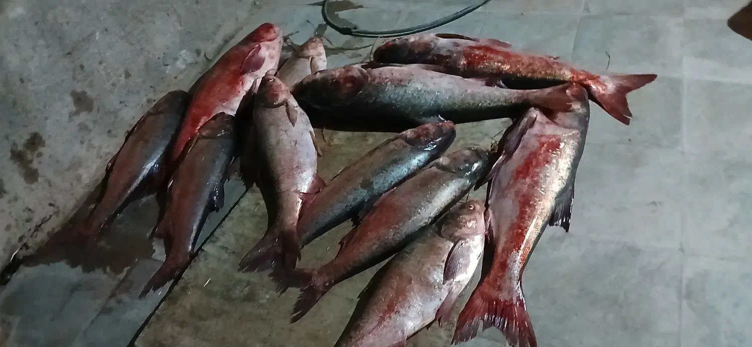 فروش ماهی|ماهی|داراب, |دیوار